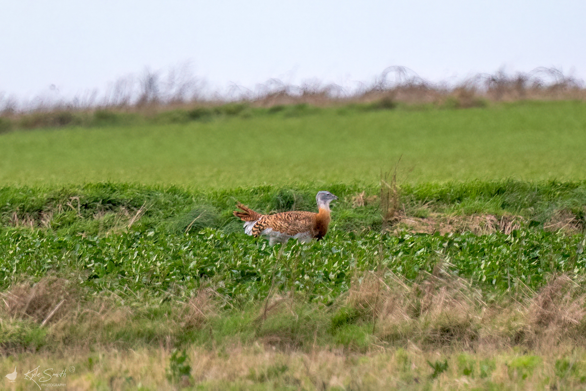 Bustard