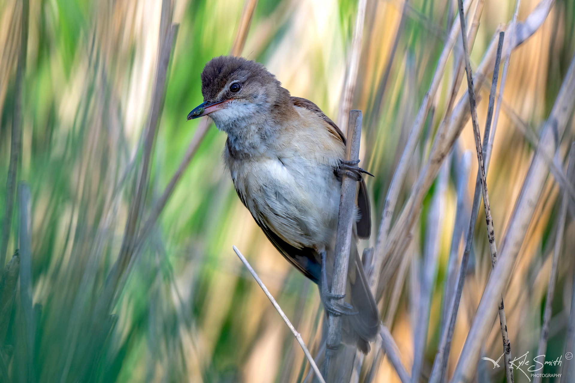 Great reed warbler