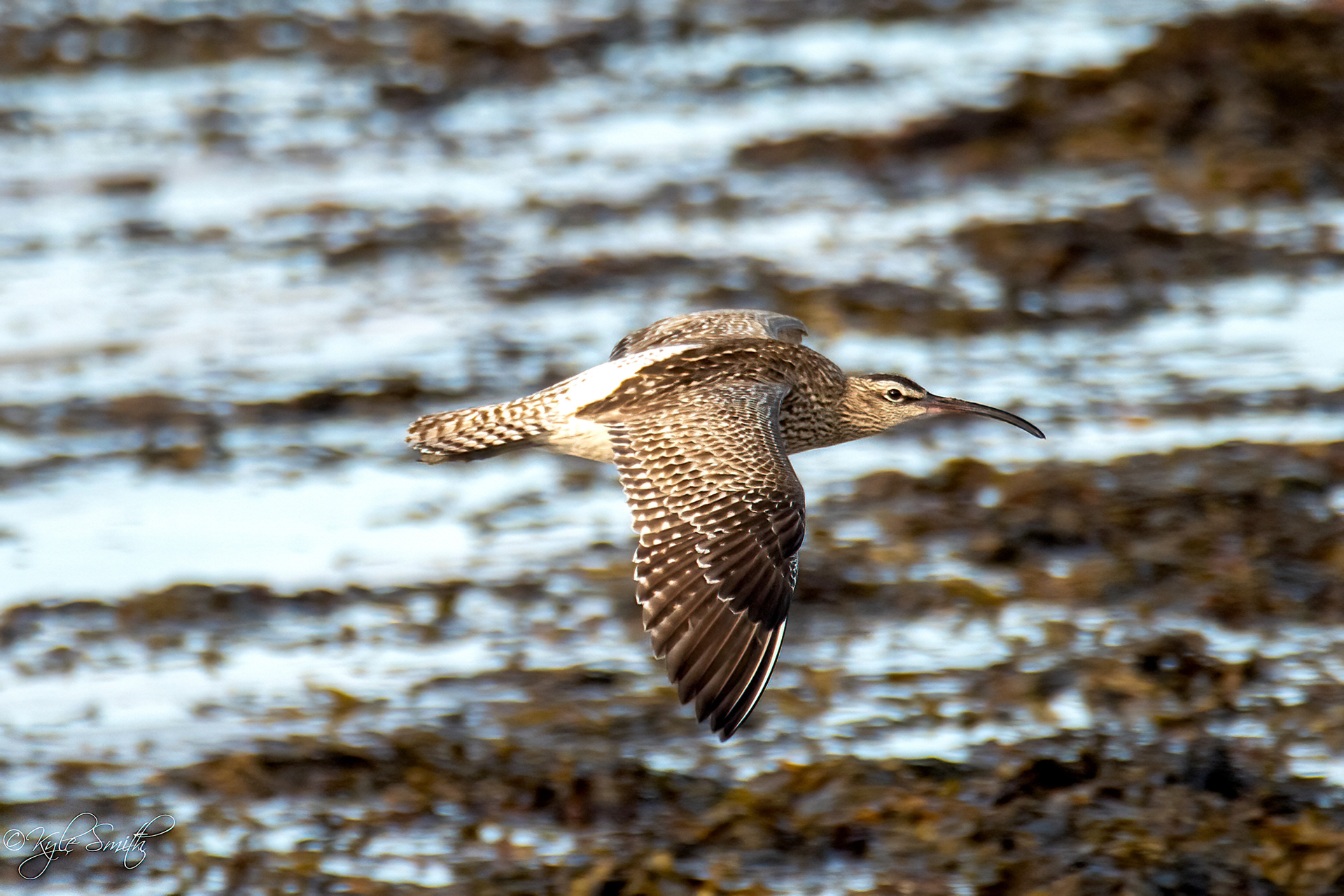 Whimbrel