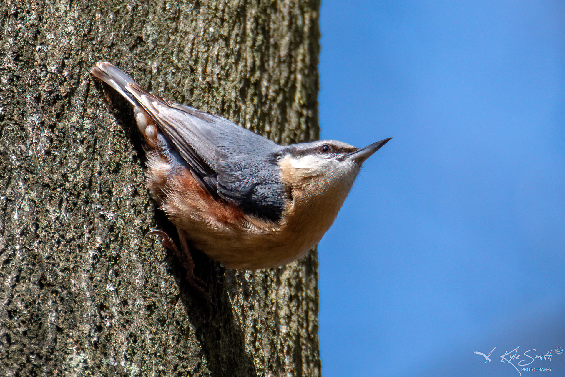 Nuthatch