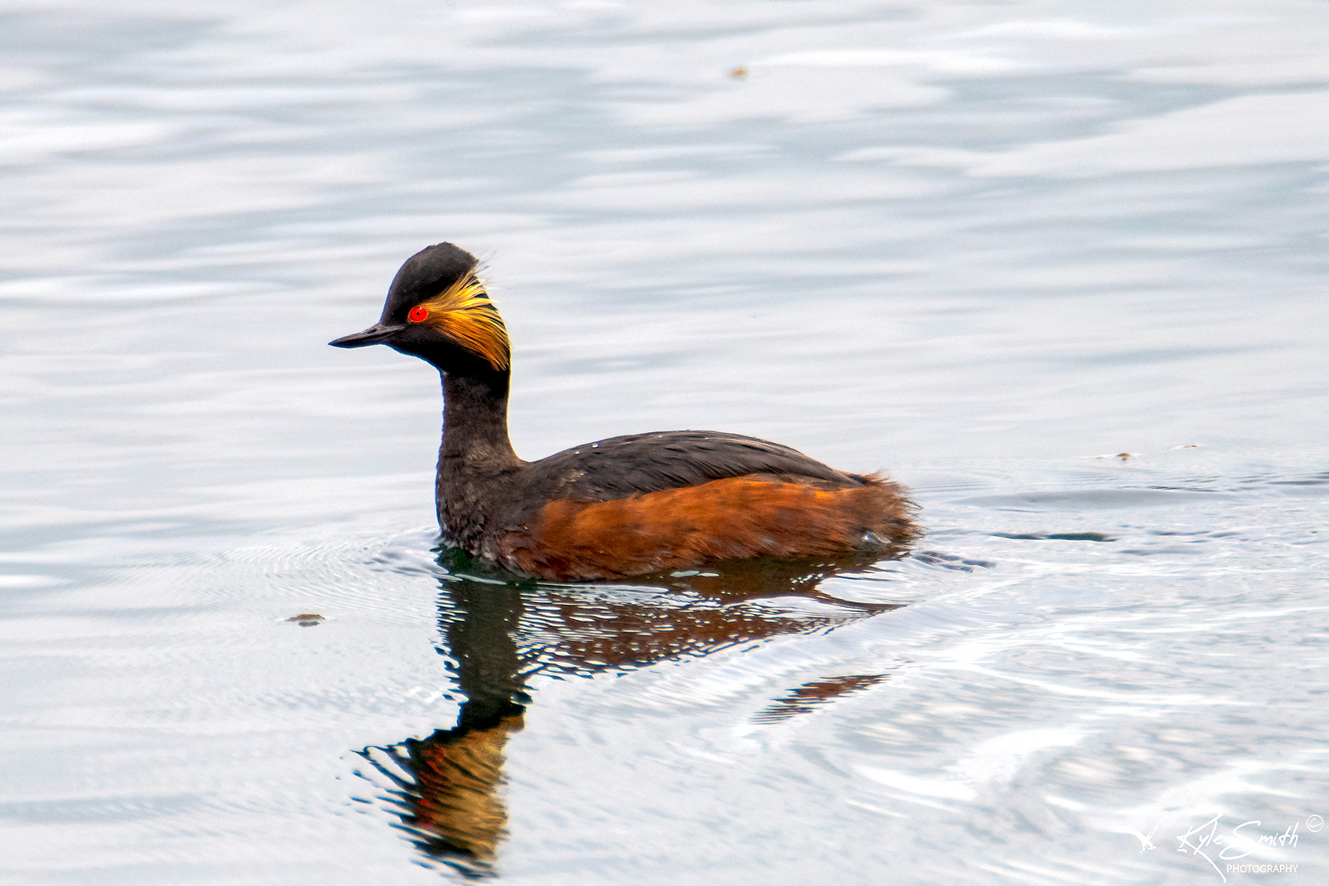 Black-necked grebe