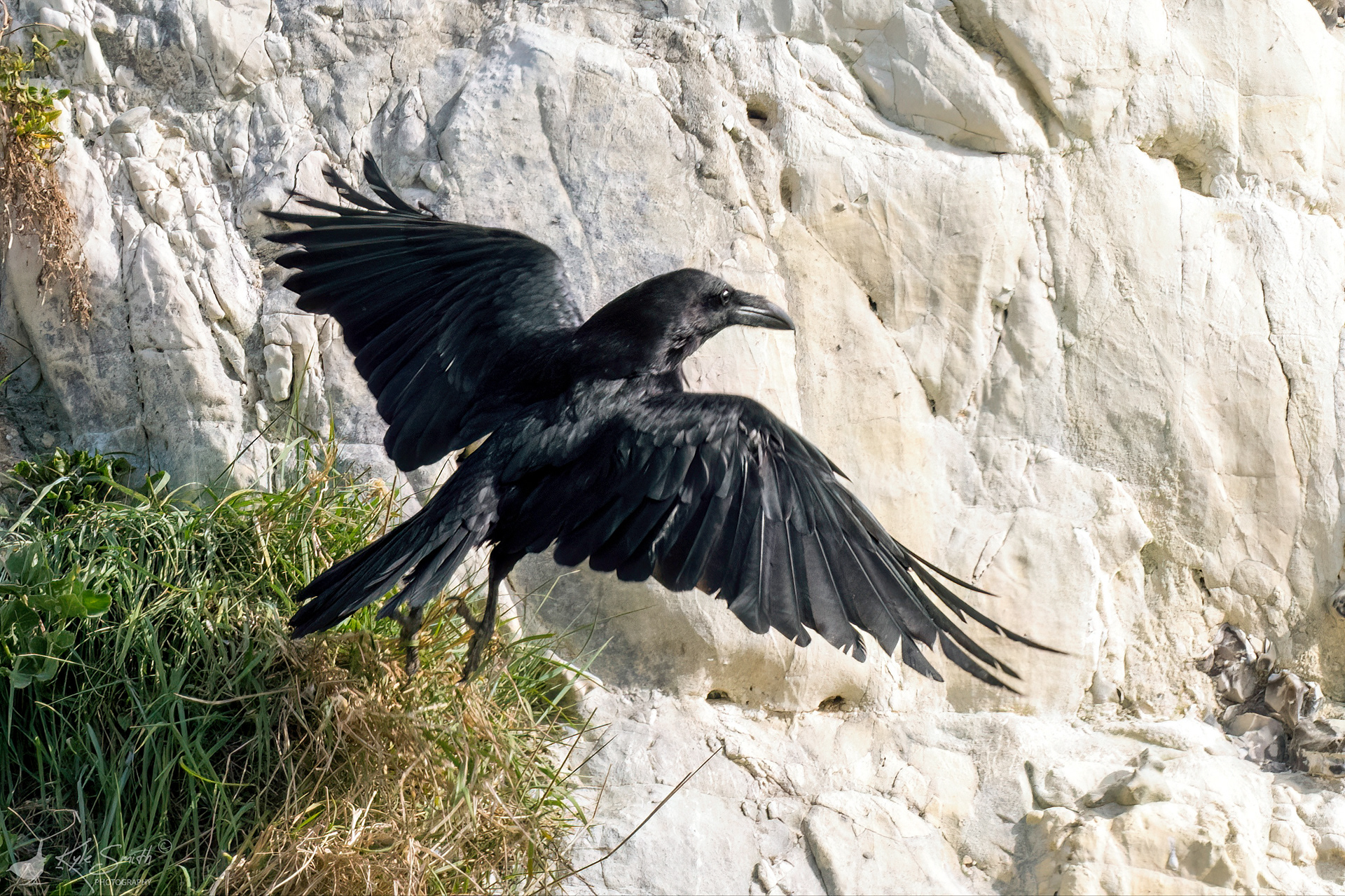 Raven