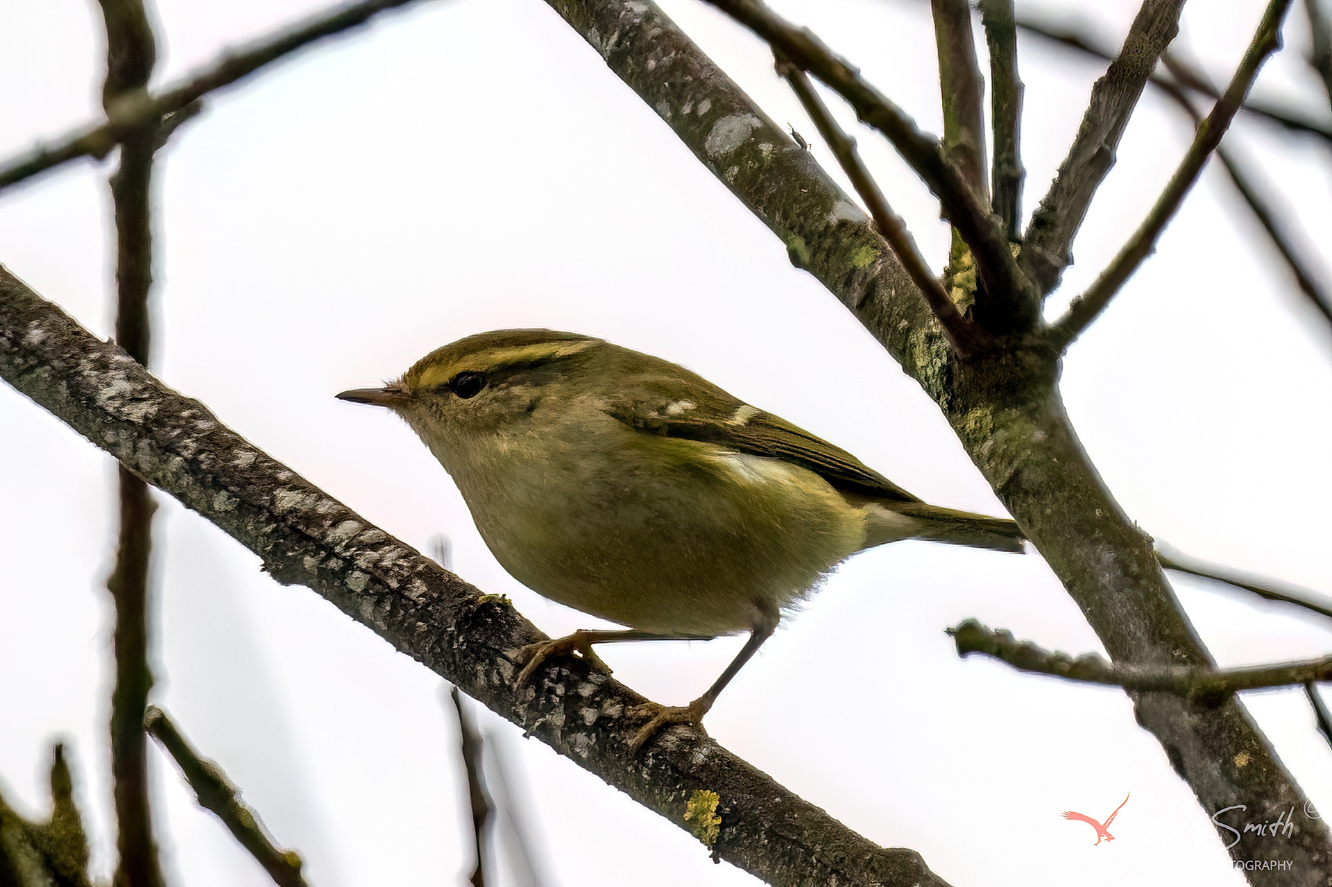 Yellow-browed warbler