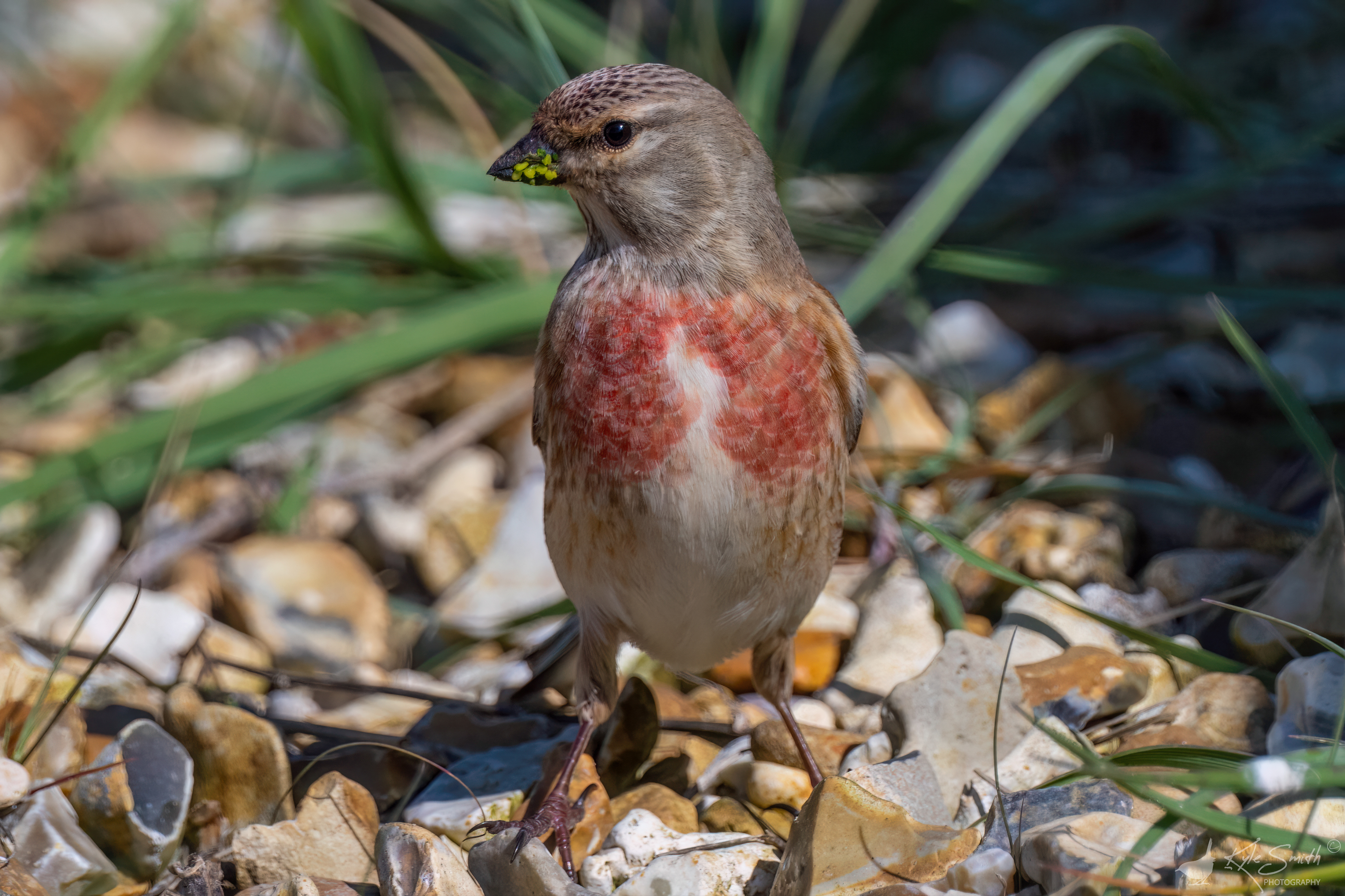 Linnet