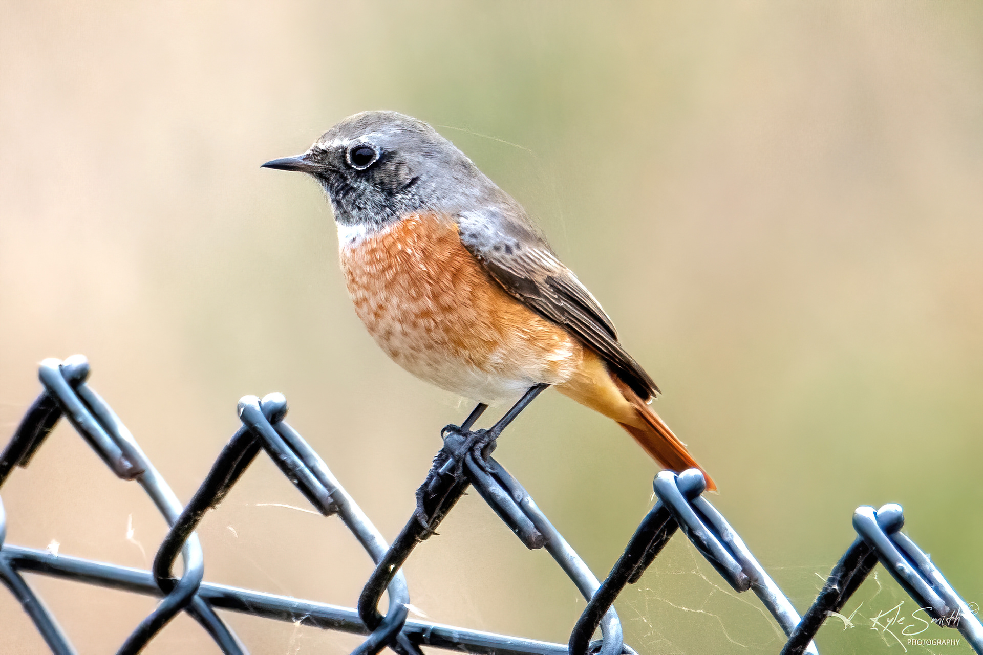 Common redstart