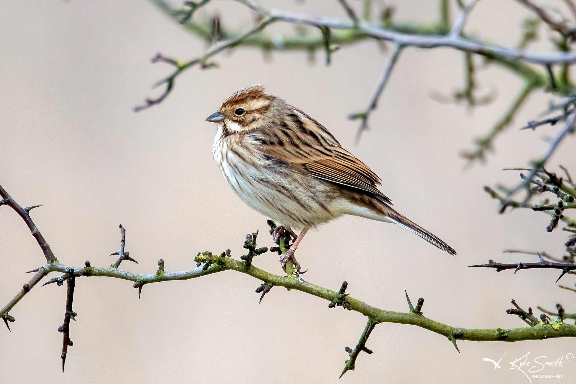 Reed bunting