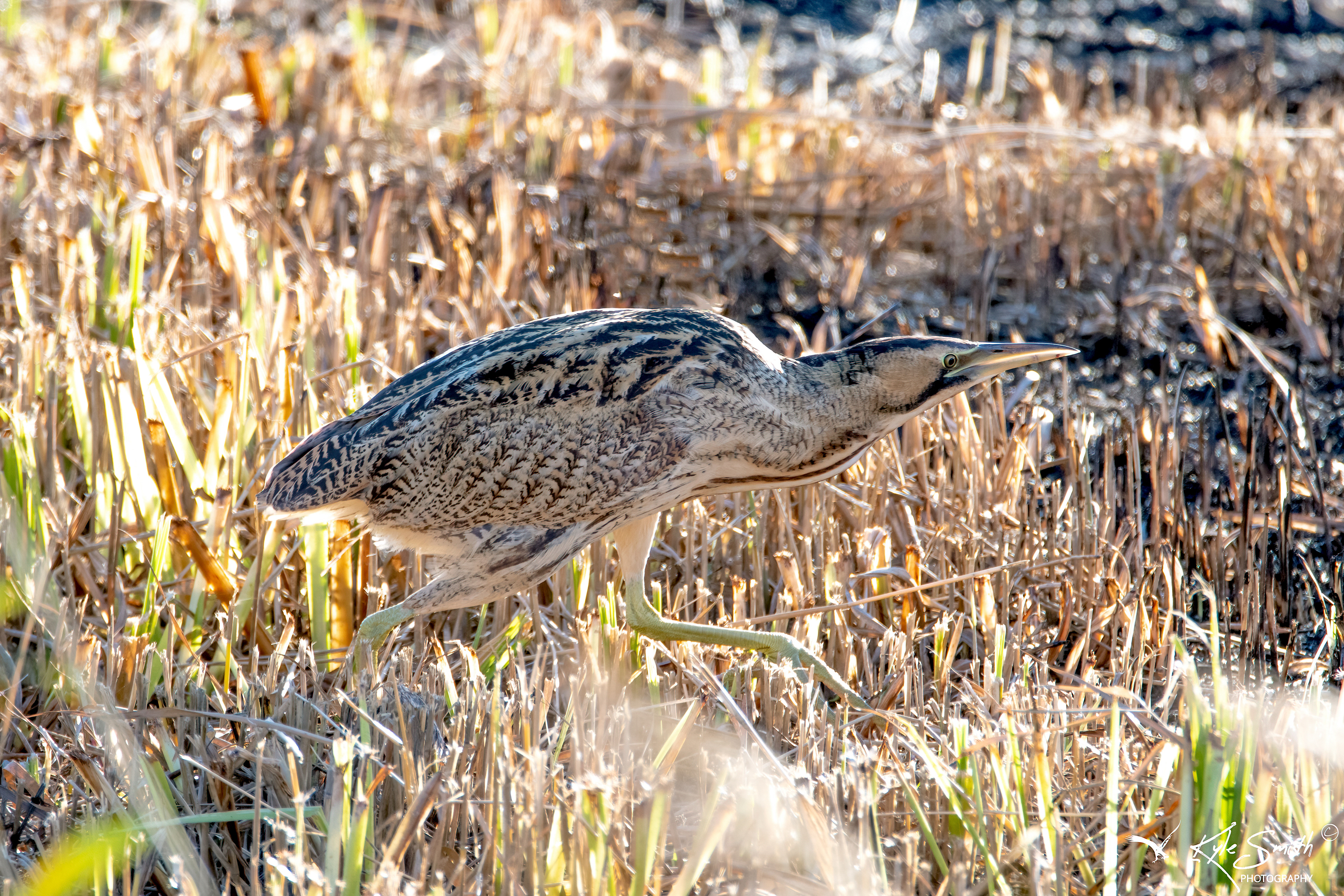 Bittern
