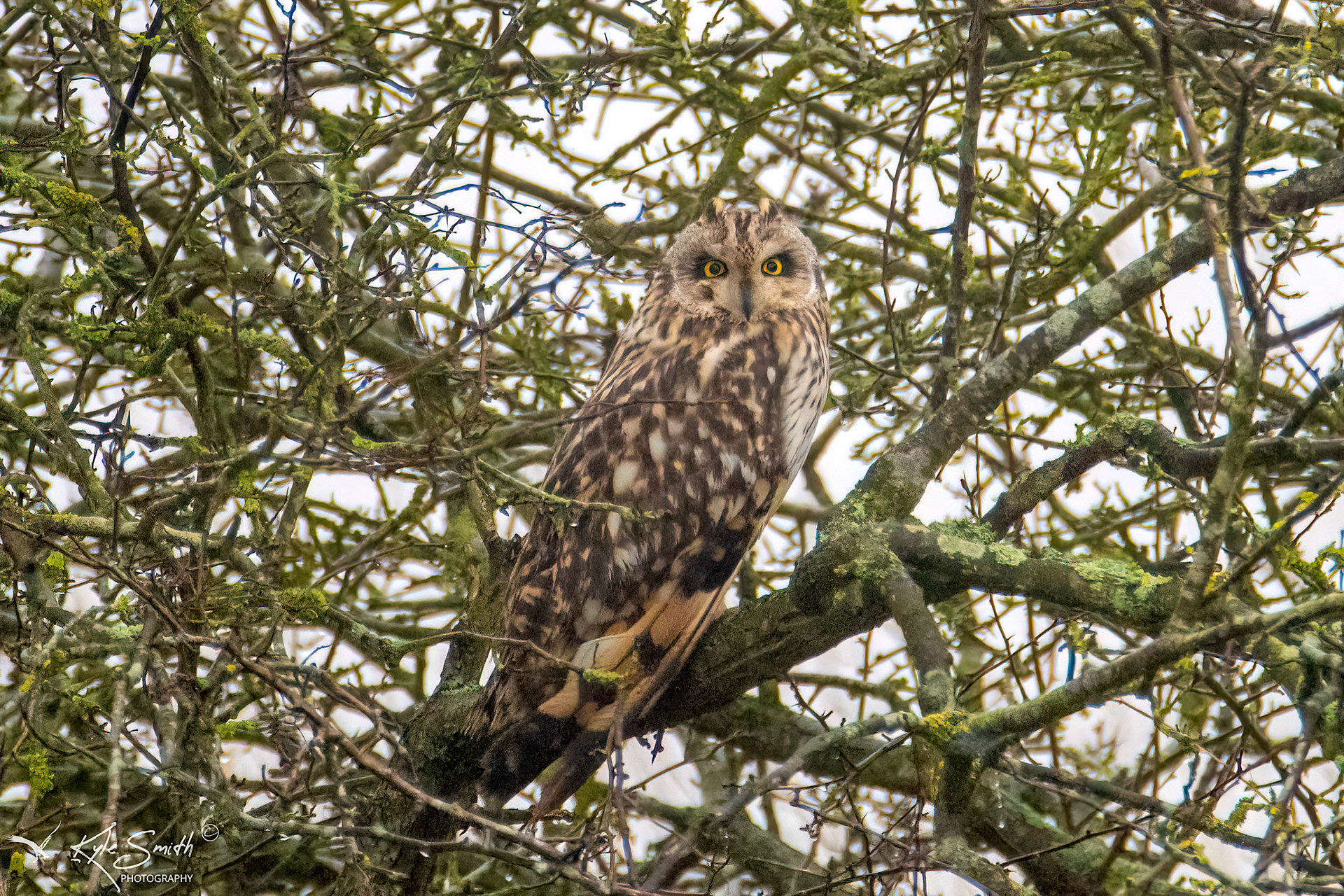 Short-eared owl