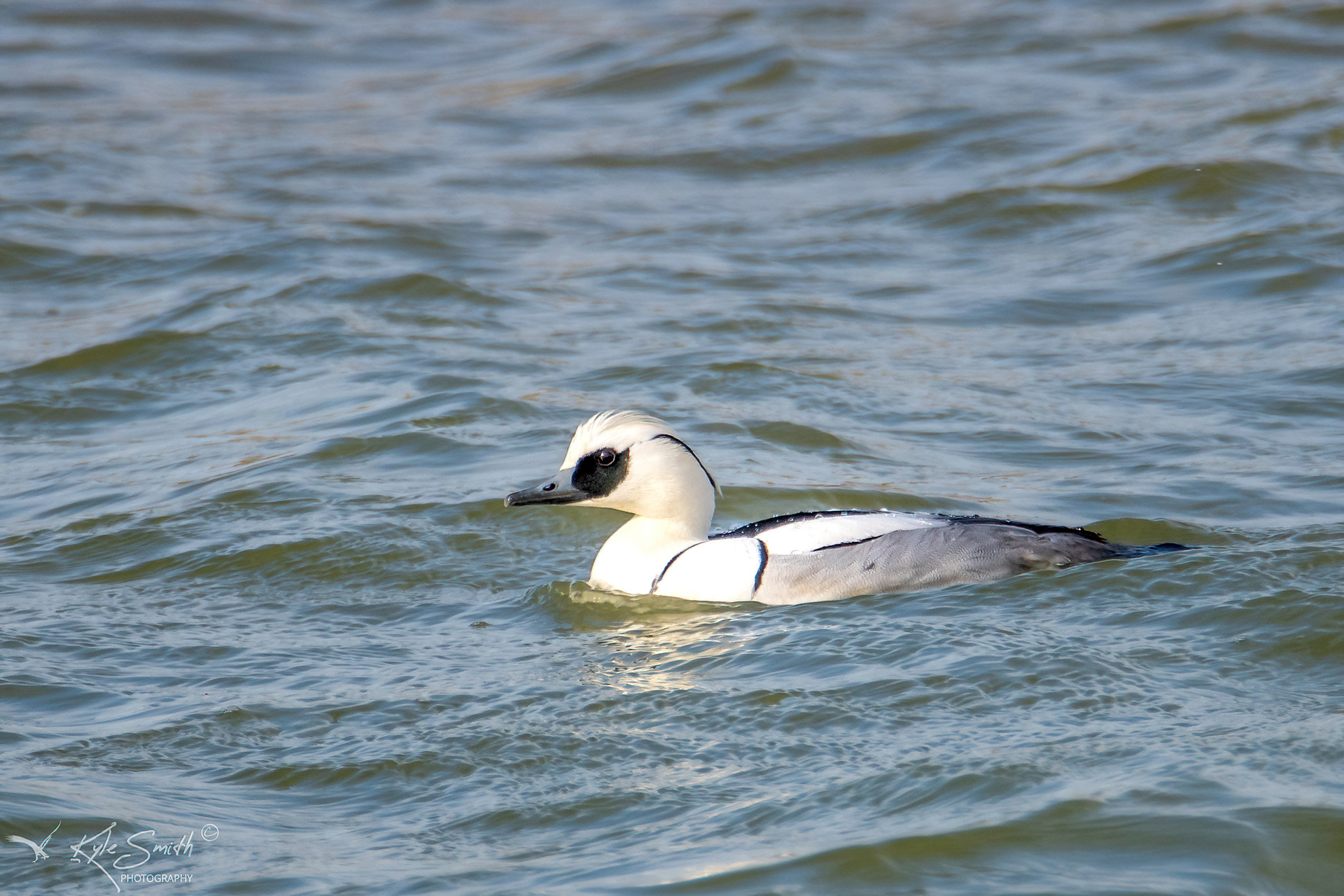 Smew