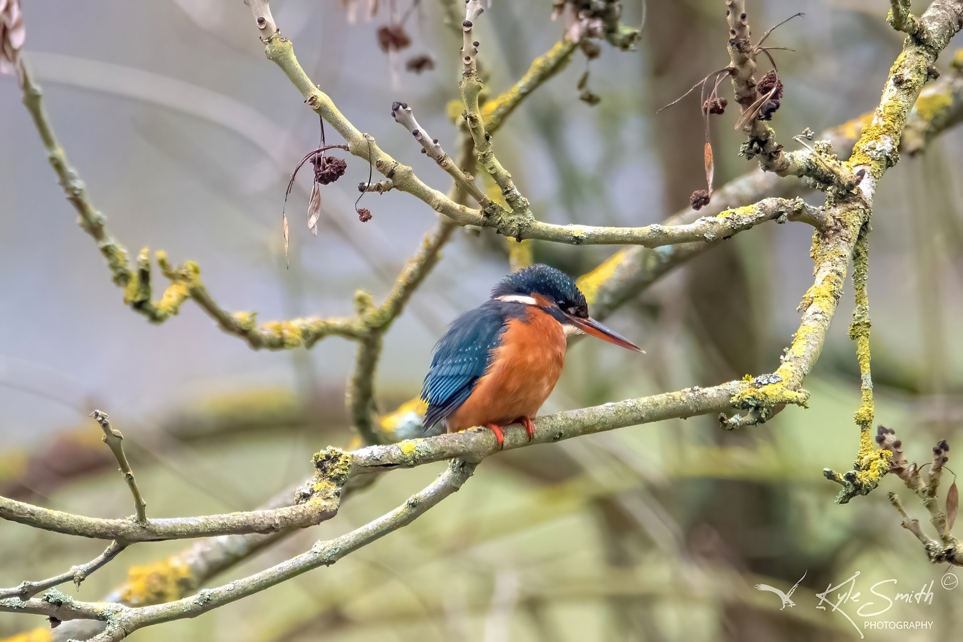 Kingfisher