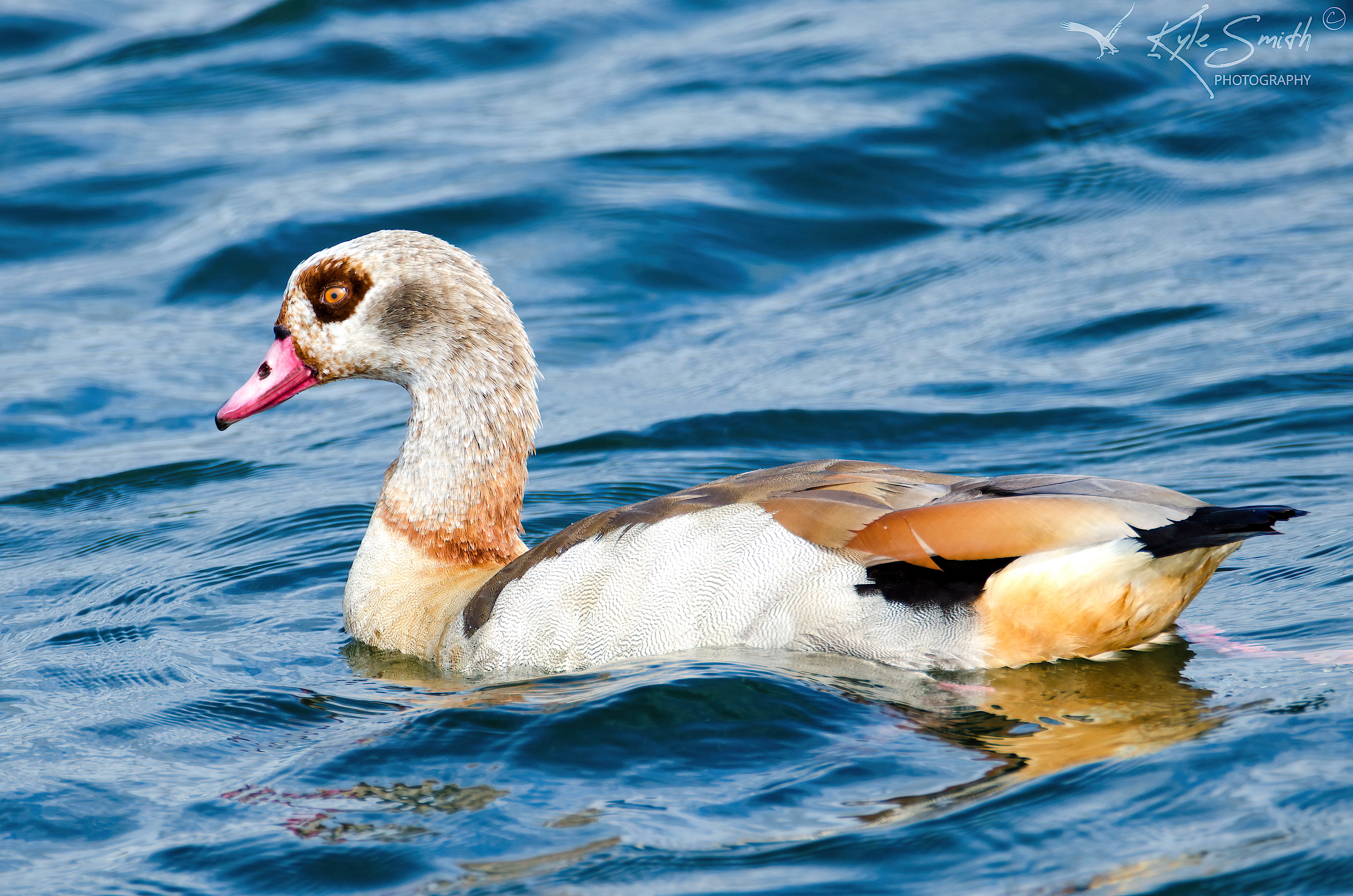 Egyptian goose