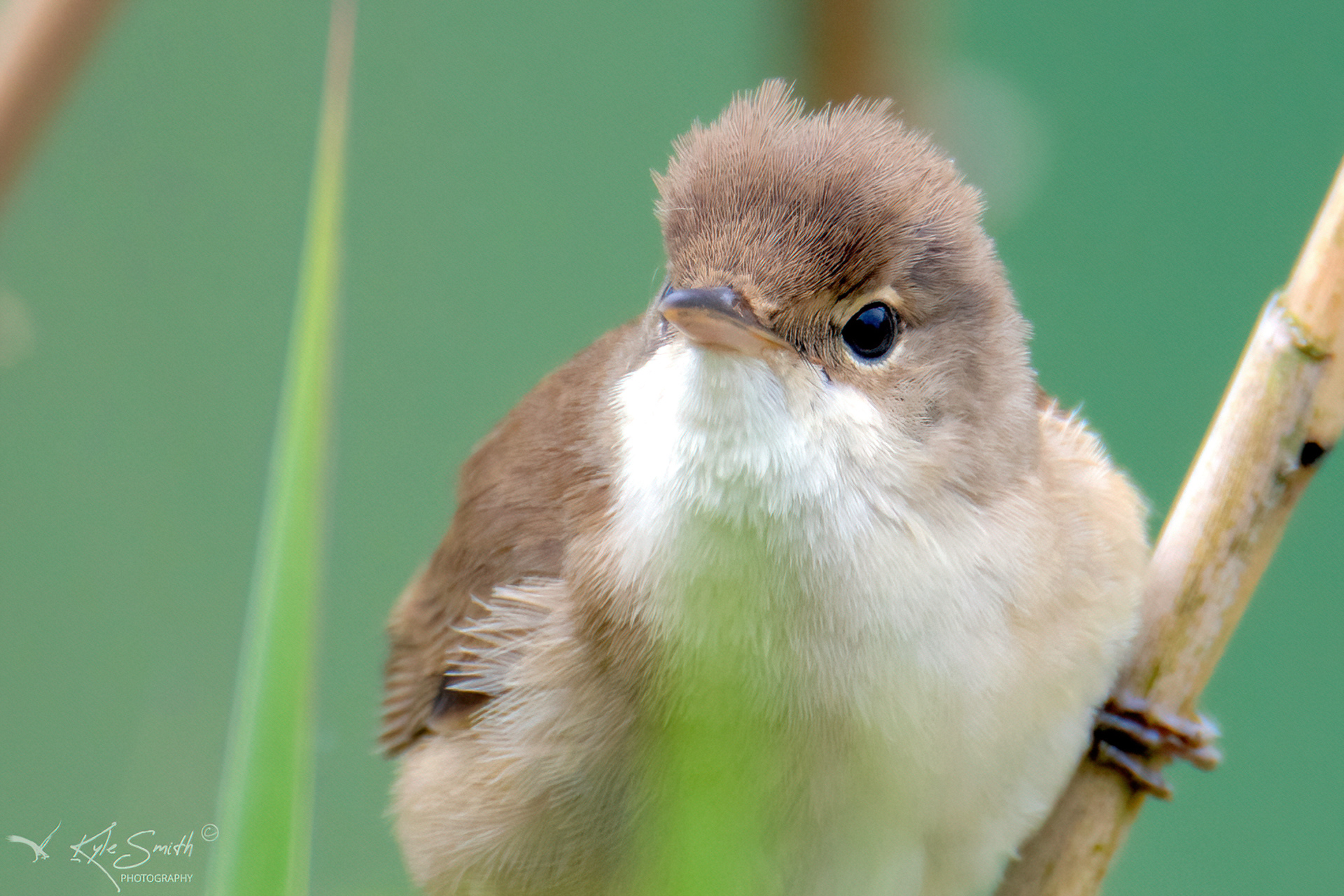 Reed warbler