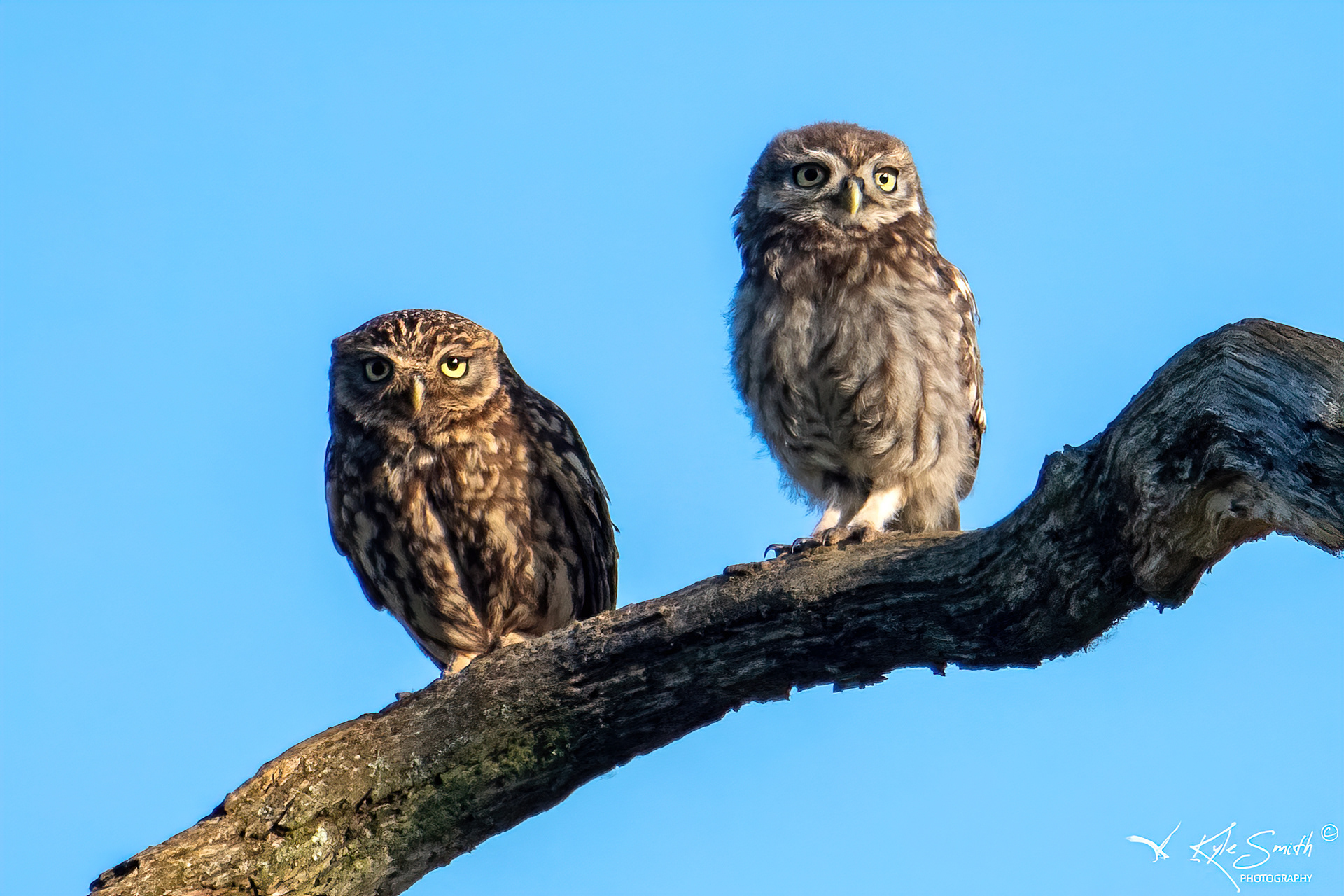 Little owl