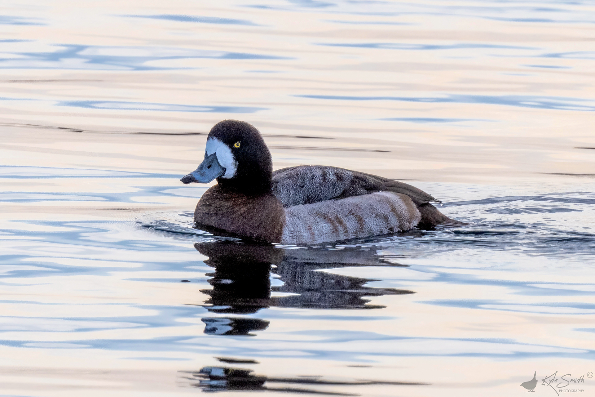 Scaup