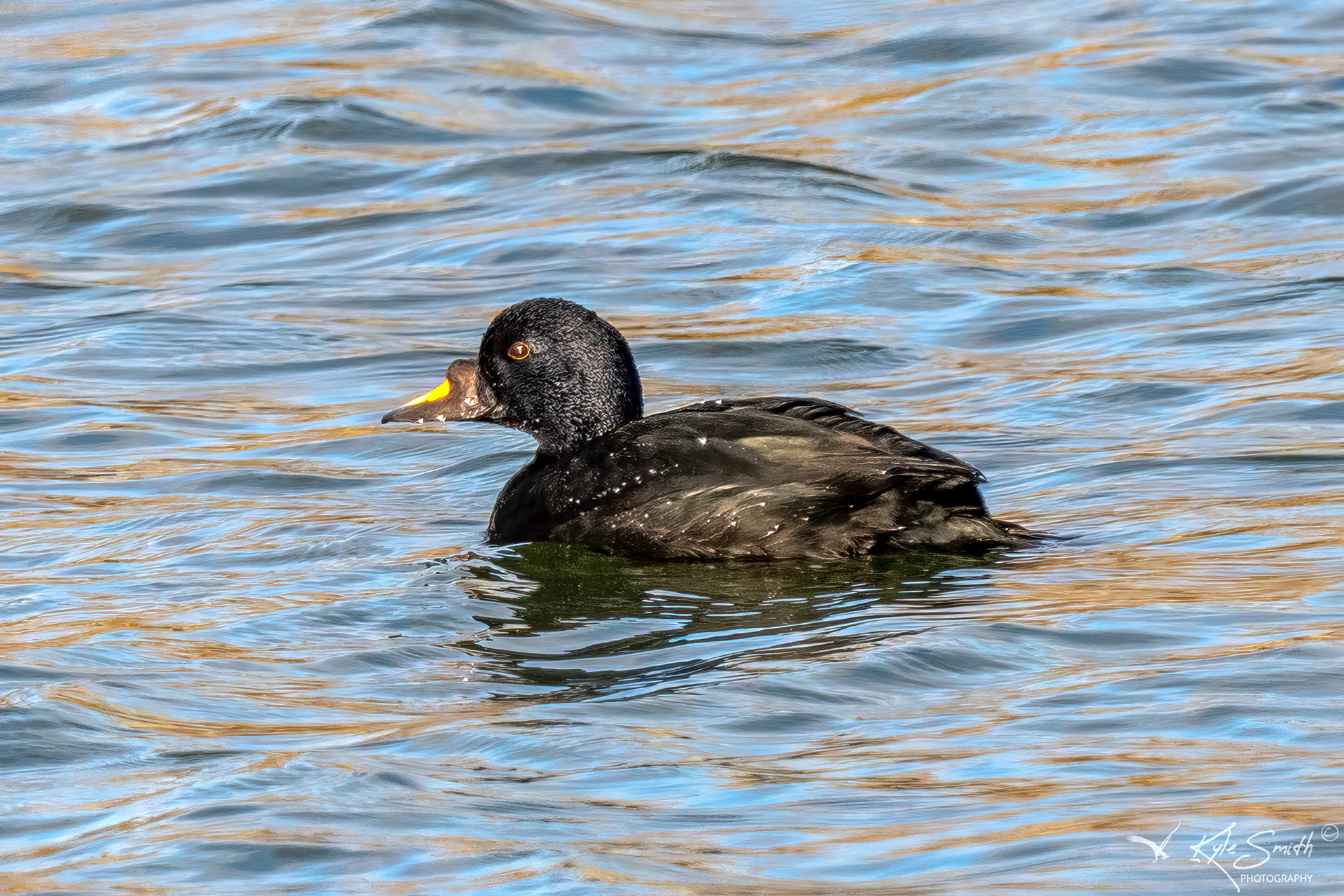 Common scoter