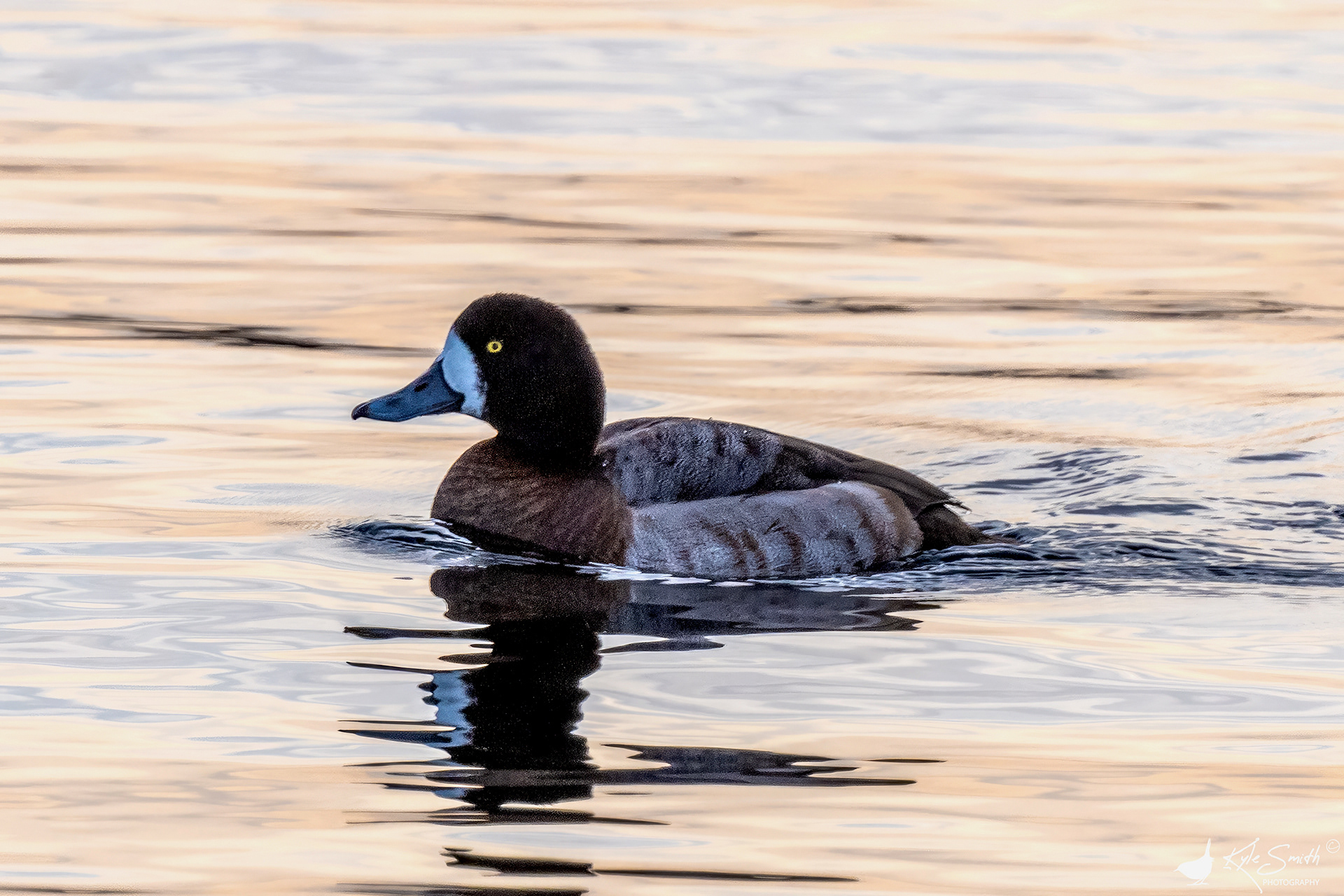 Scaup