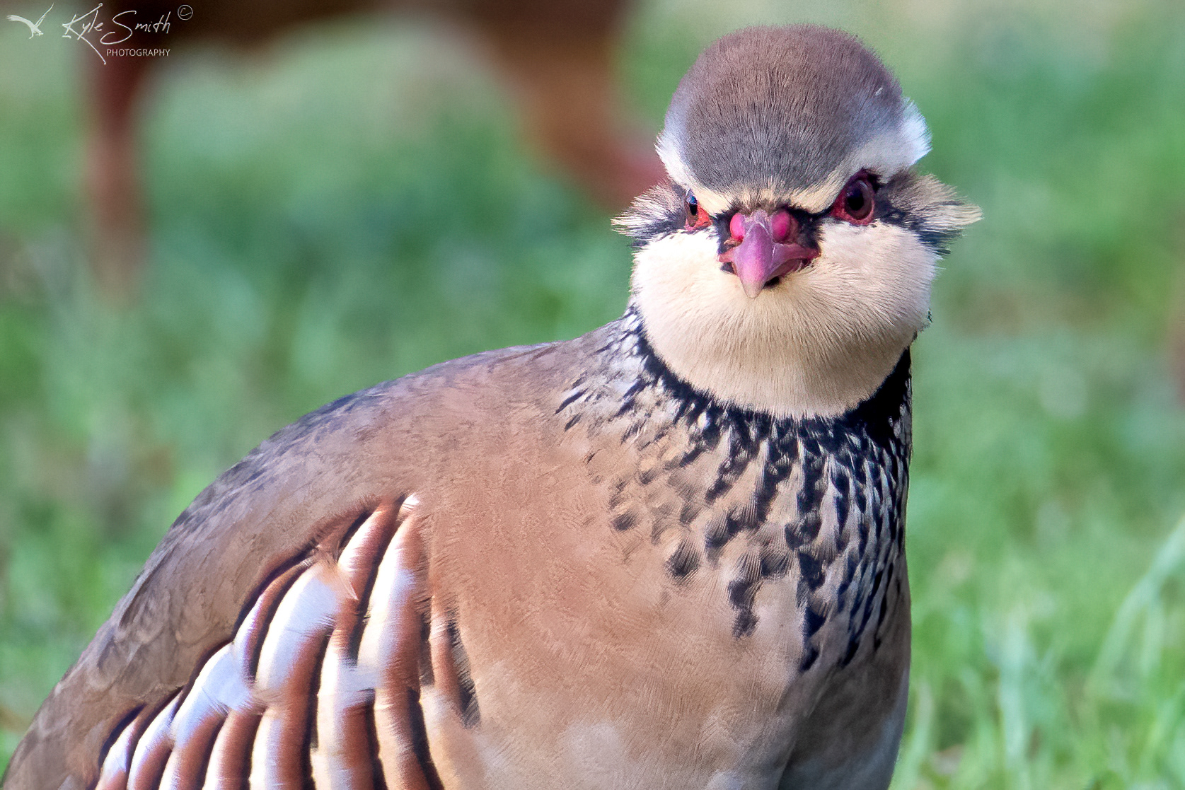 Red-legged partridge