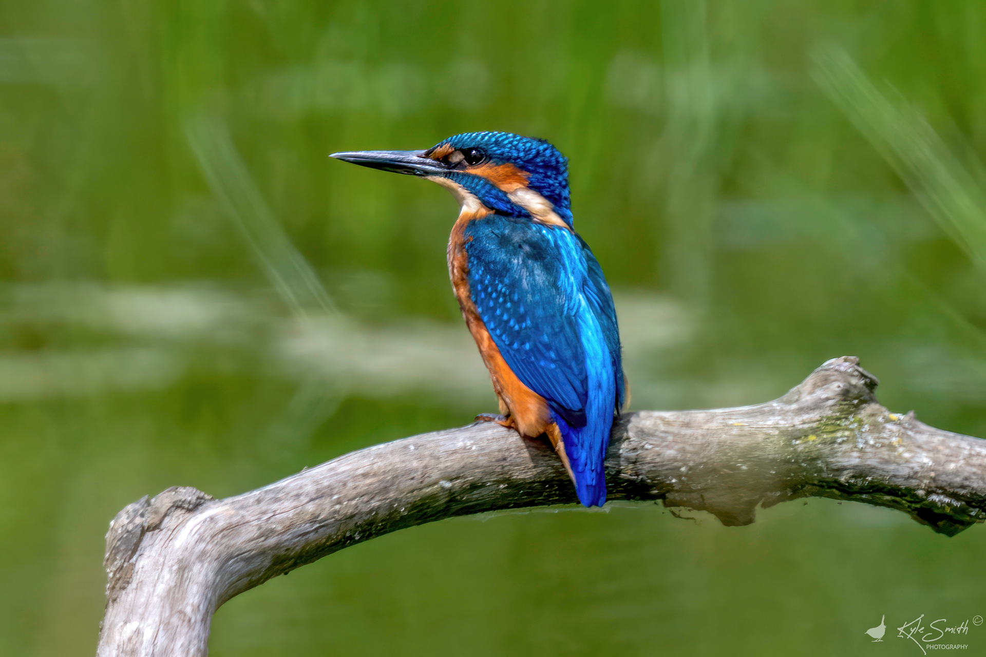Kingfisher