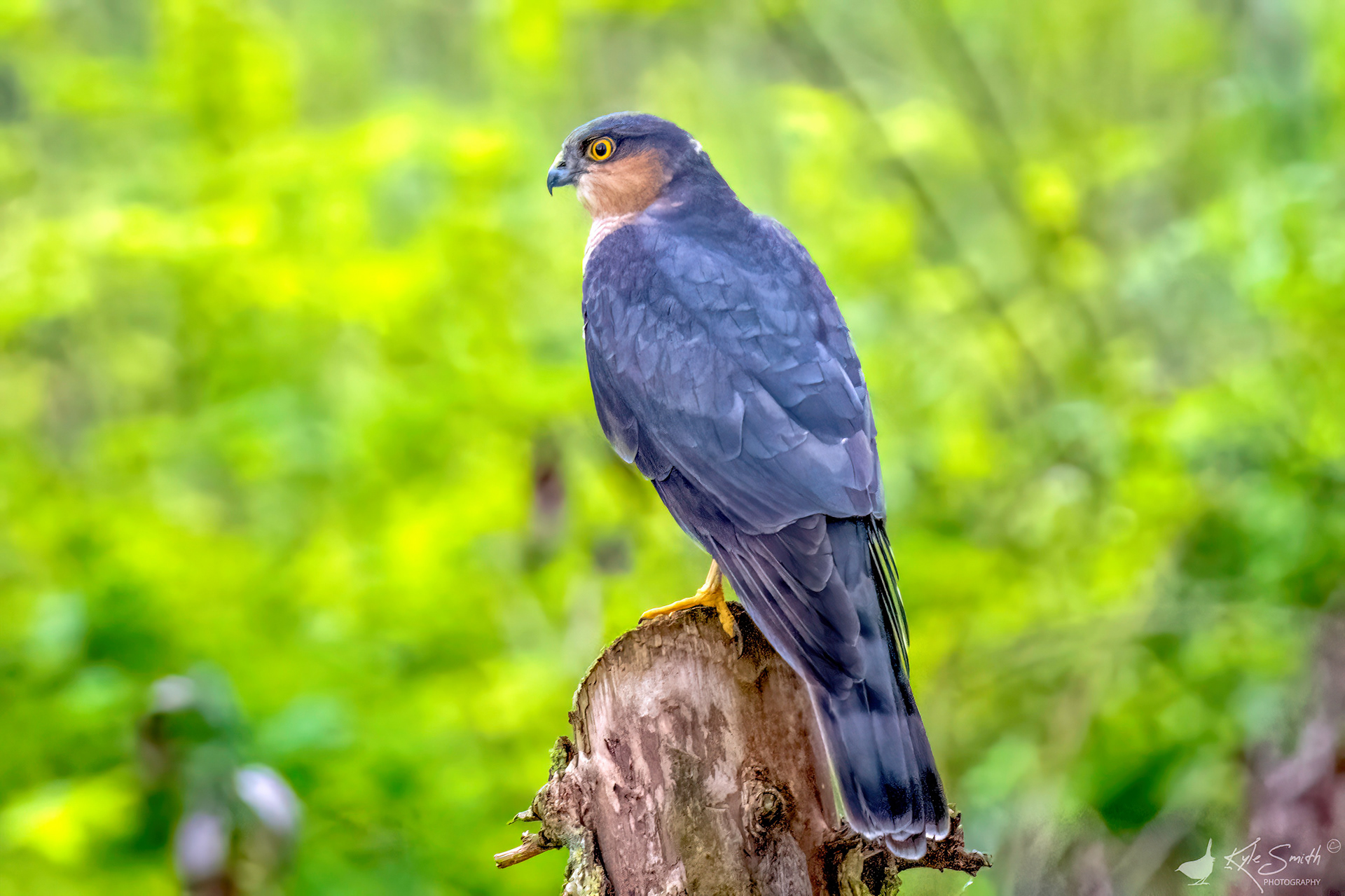 Sparrowhawk