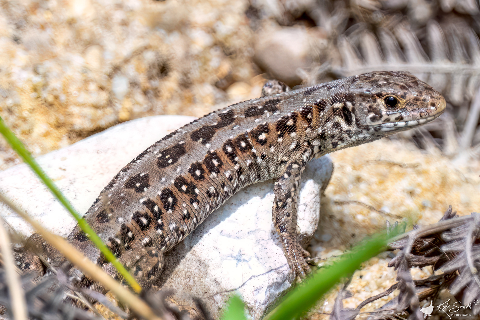 Sand lizard