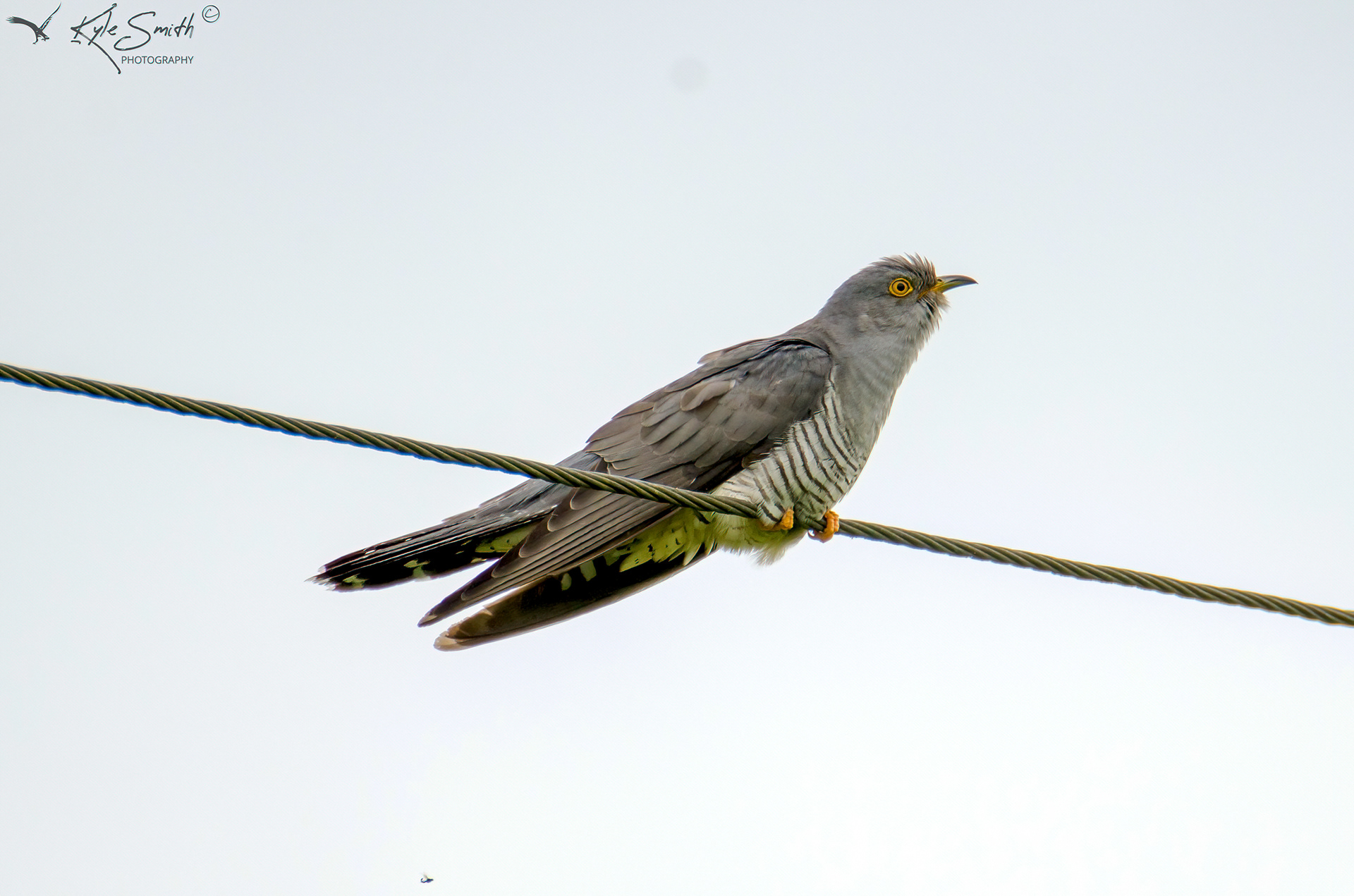 Cuckoo