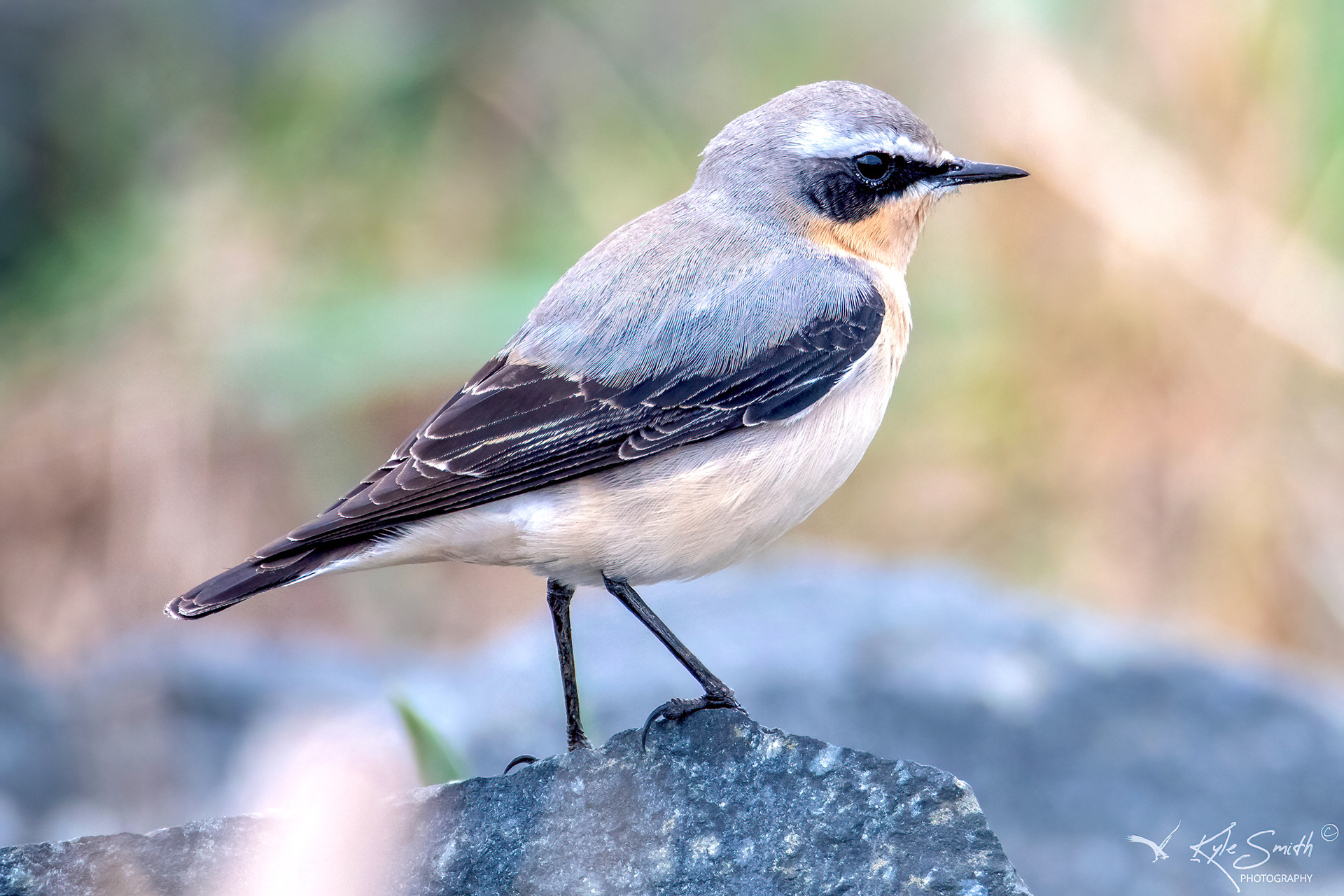 Wheatear