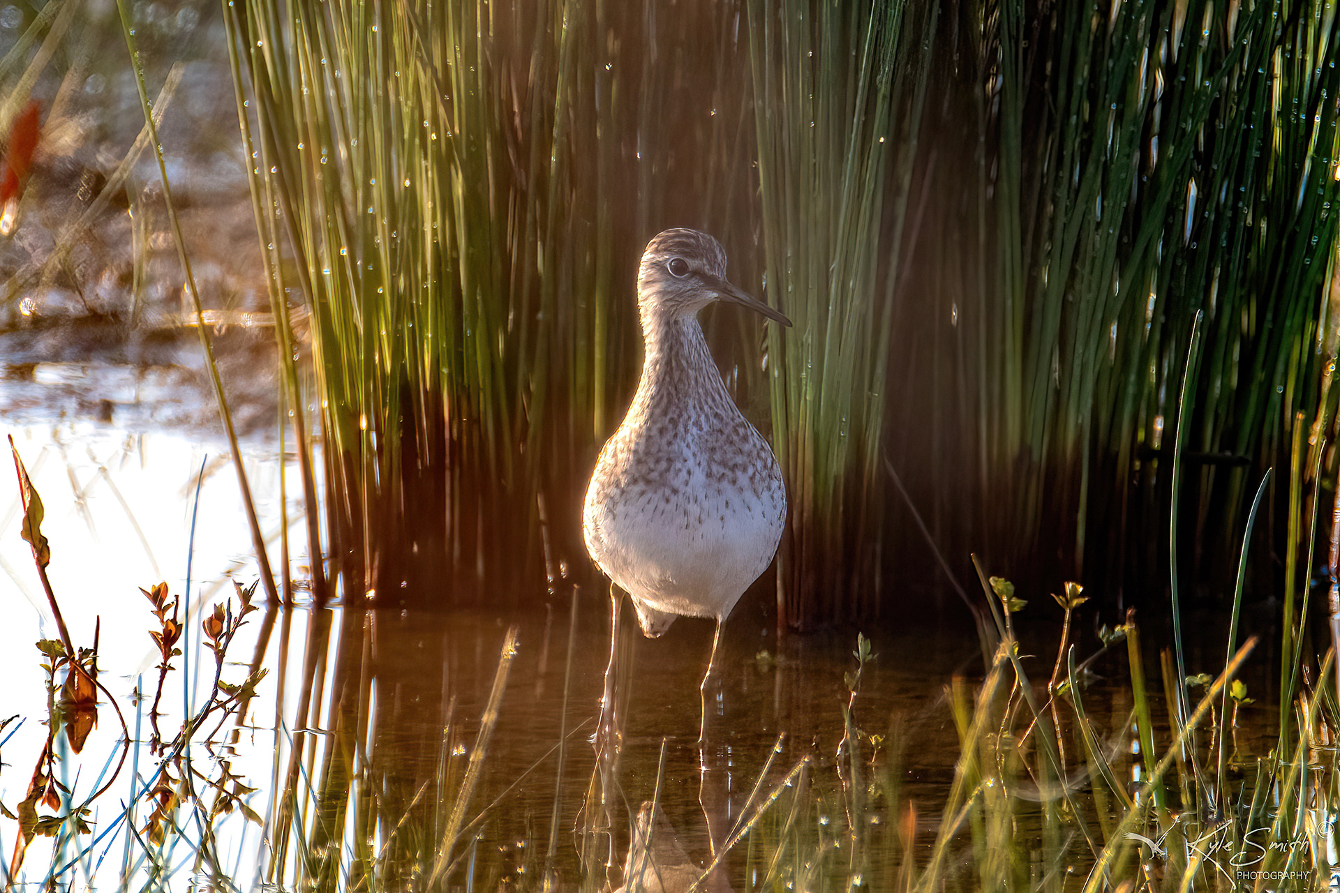 Wood sandpiper