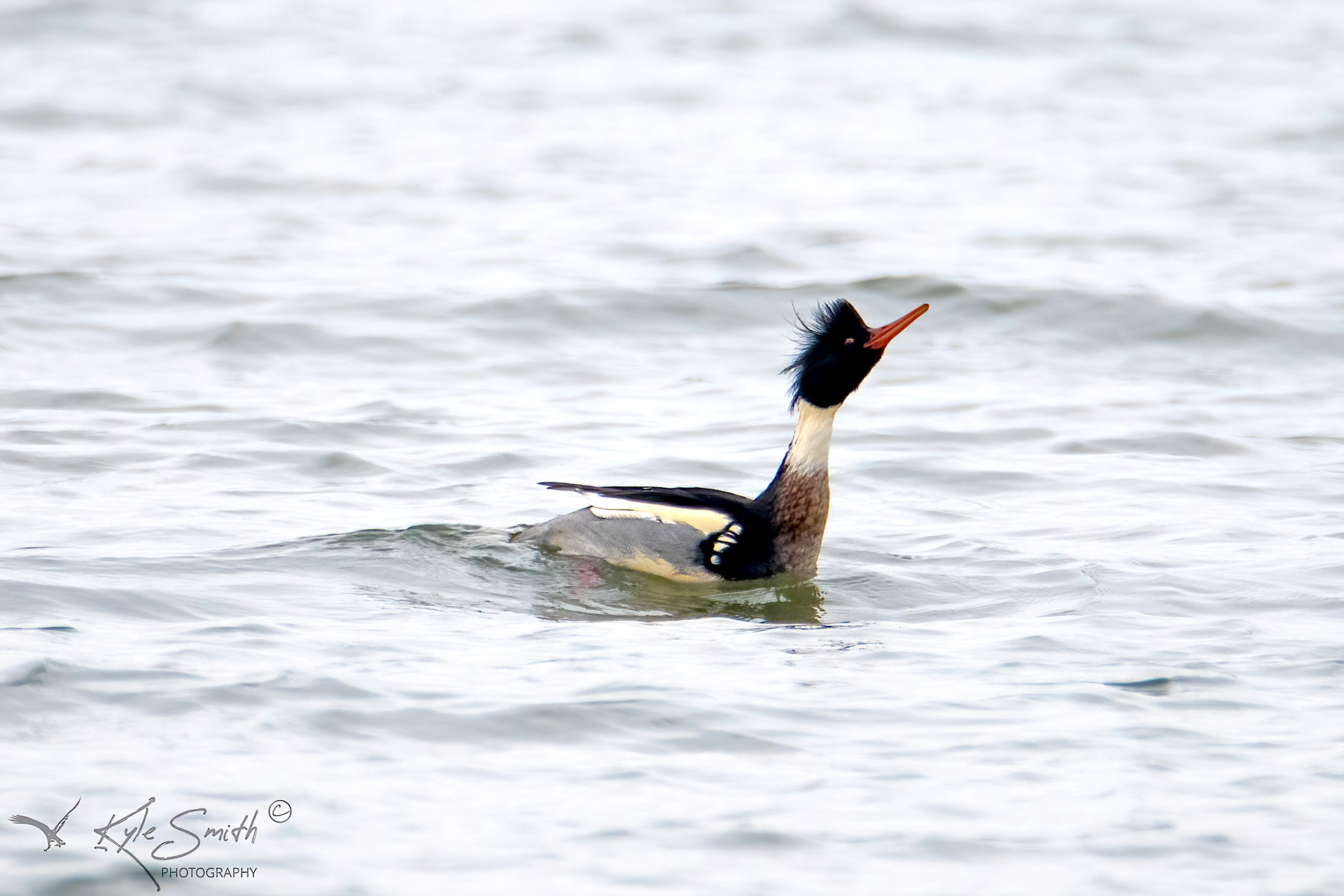 Red-breasted merganser