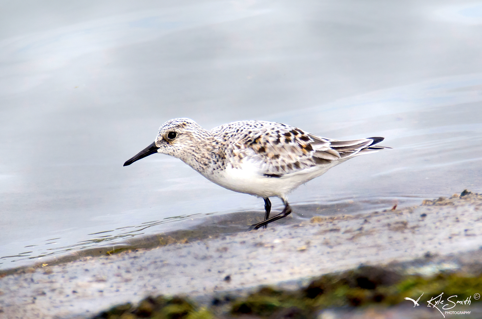 Sanderling