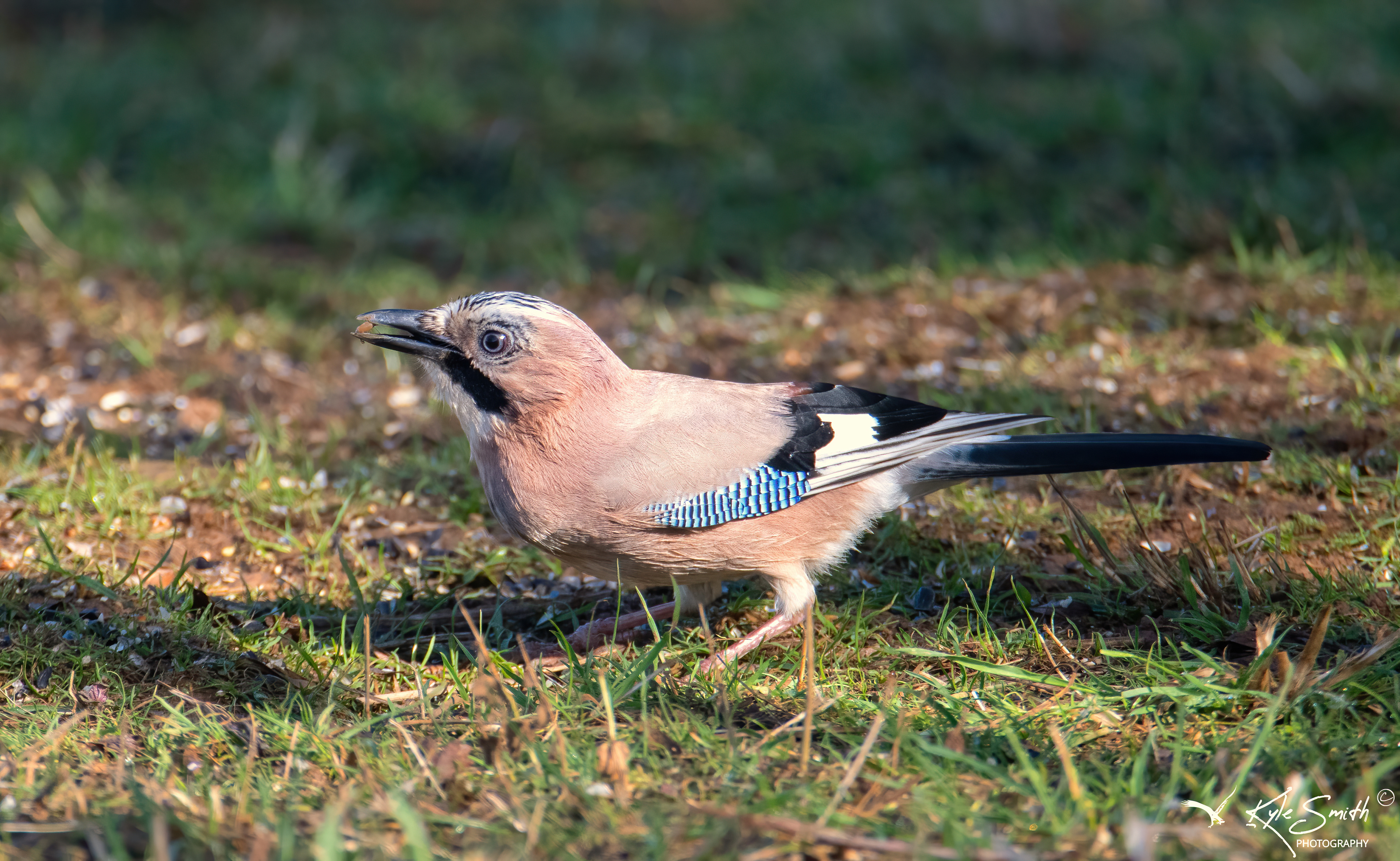 Jay