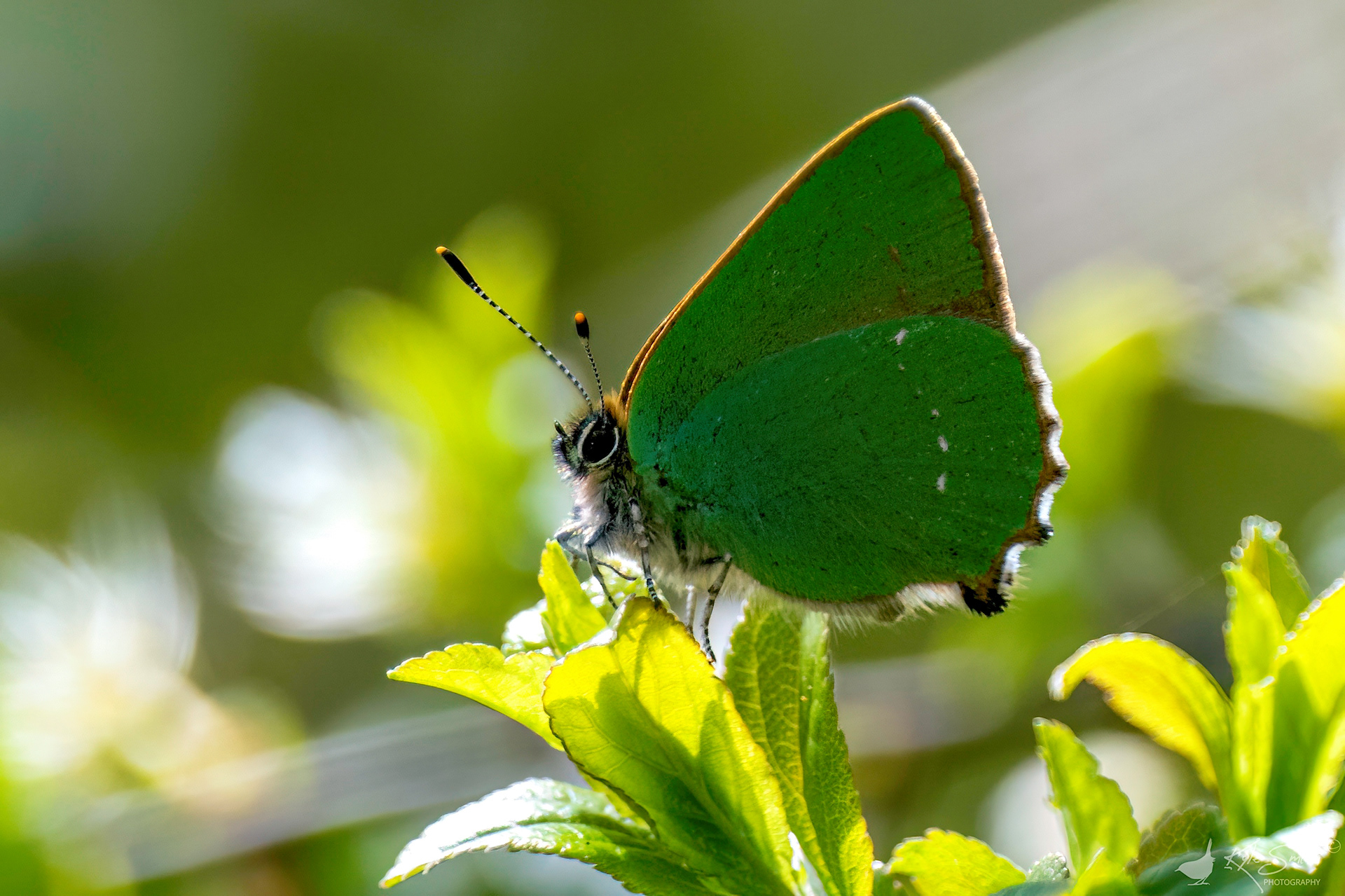 Green hairstreak