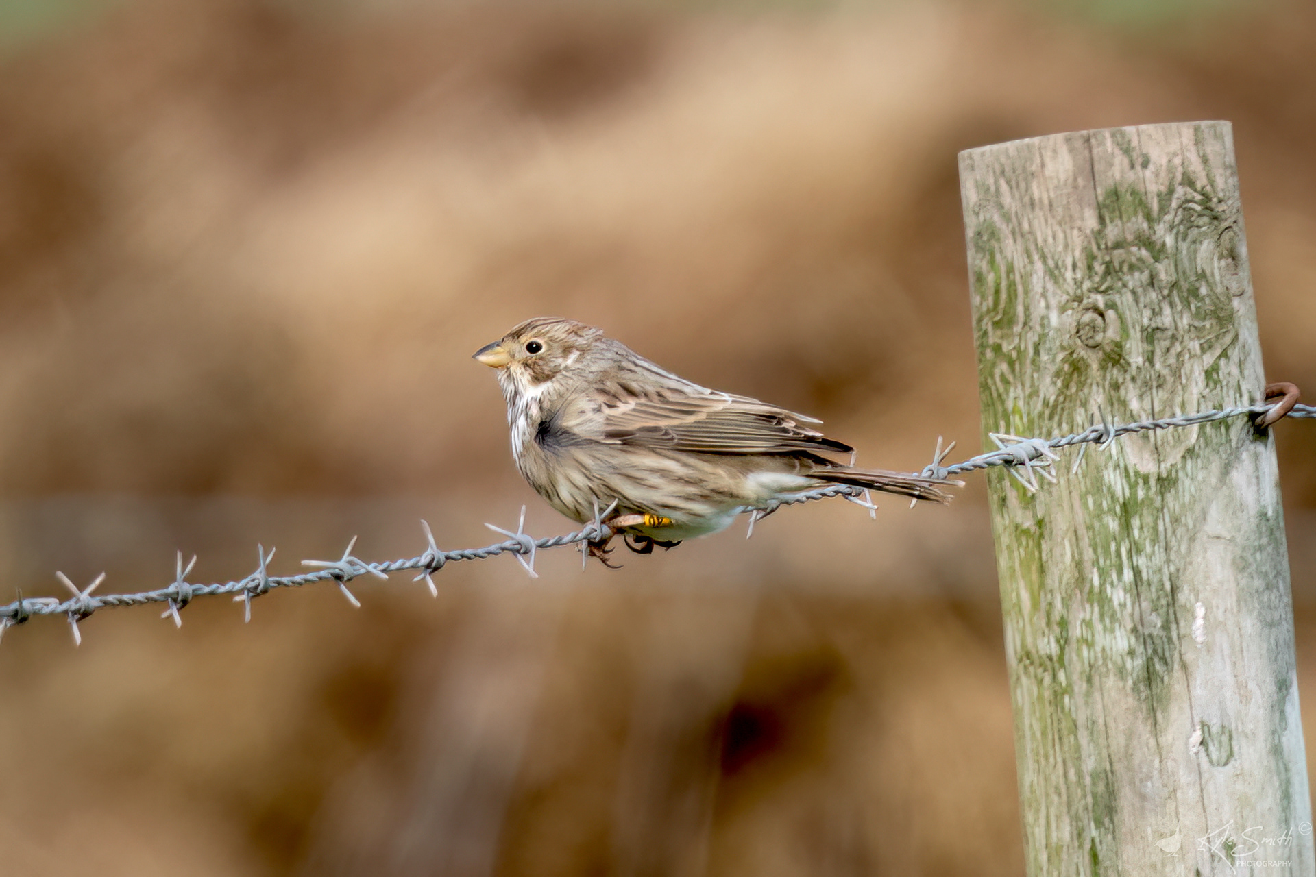 Corn bunting
