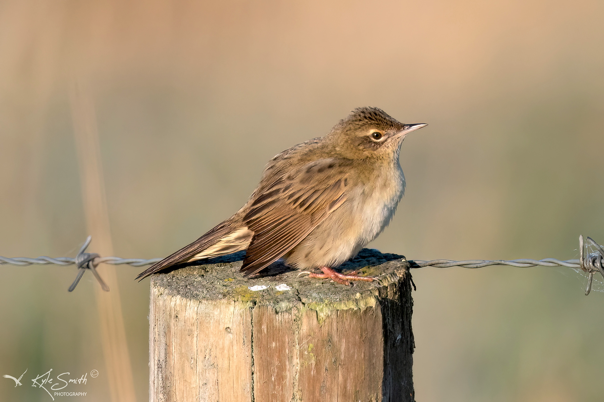 Grasshopper warbler