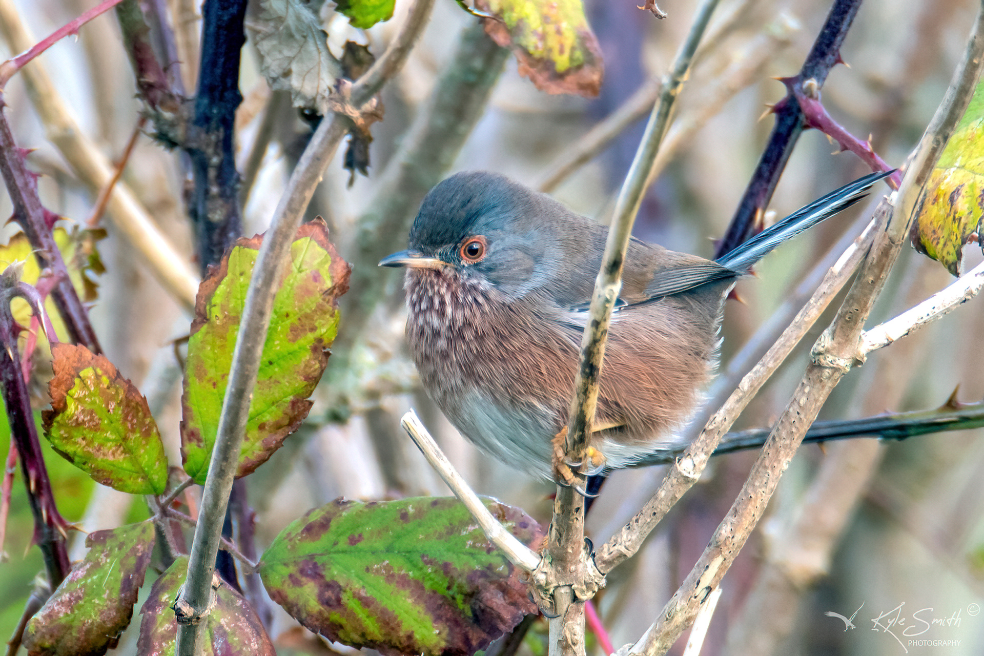 Dartford warbler