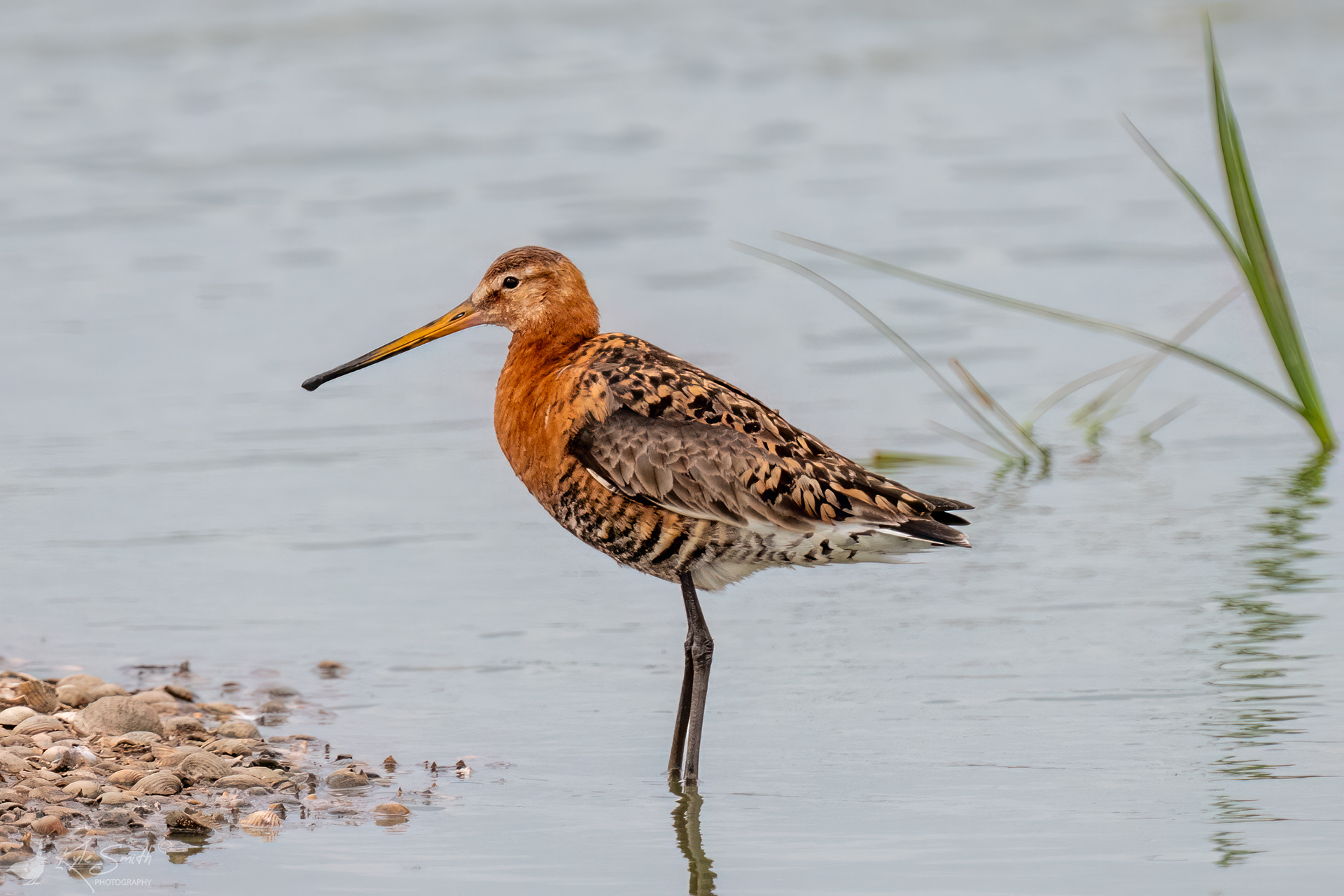 Black-tailed godwit