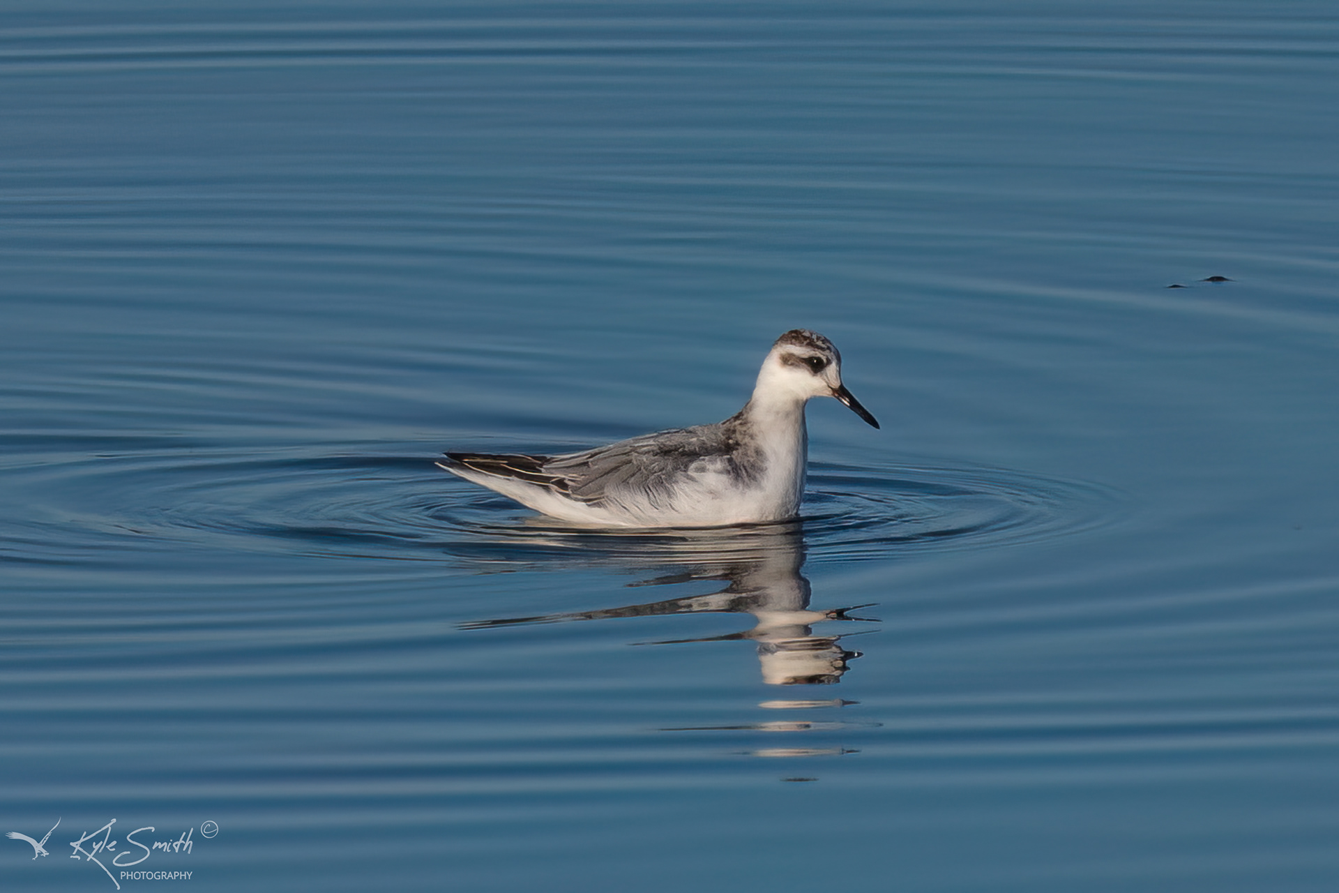 Grey phalarope