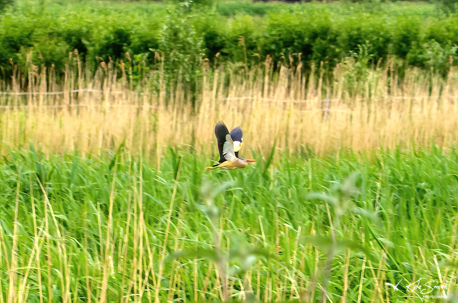 Little bittern