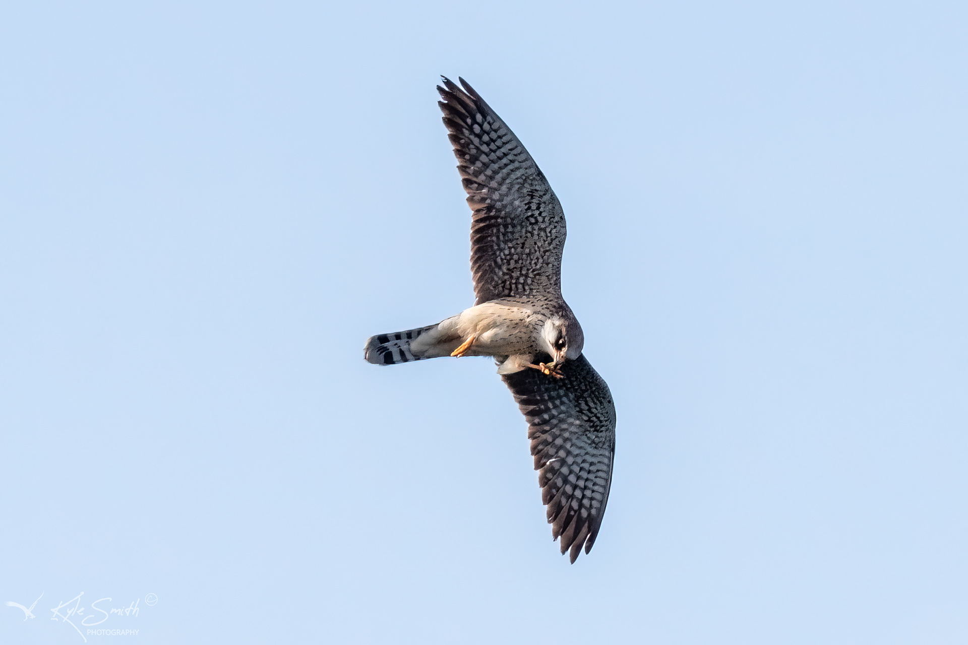 Red-footed falcon