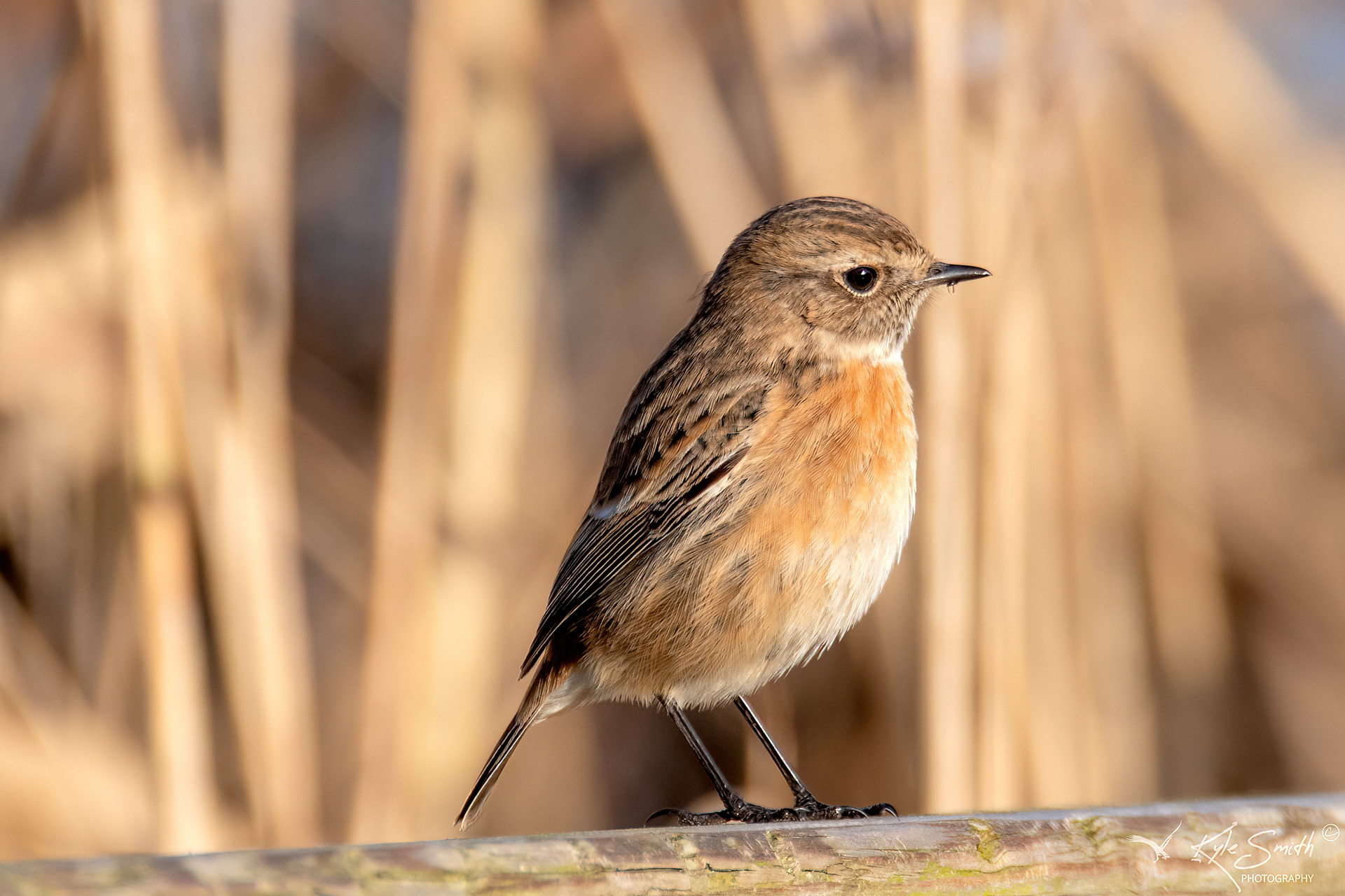 Stonechat