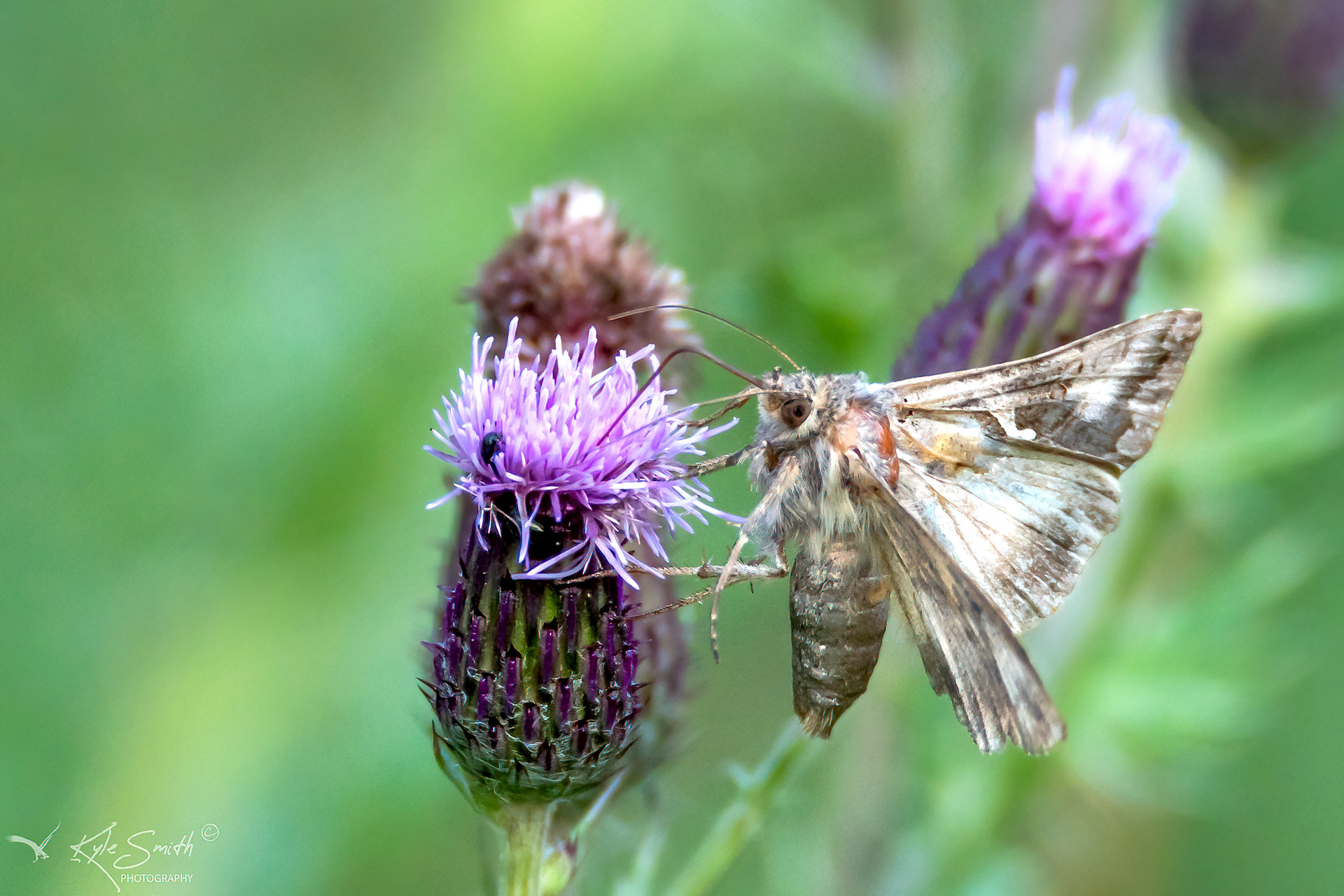 Silver Y moth
