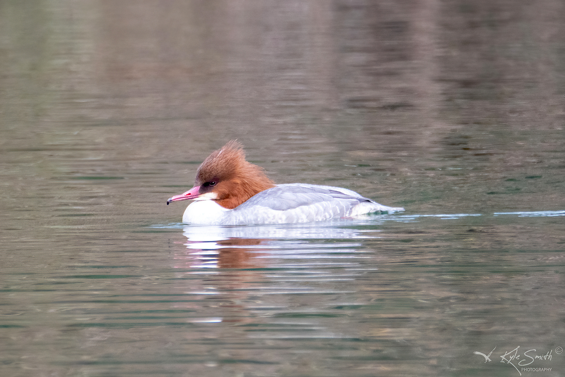 Goosander