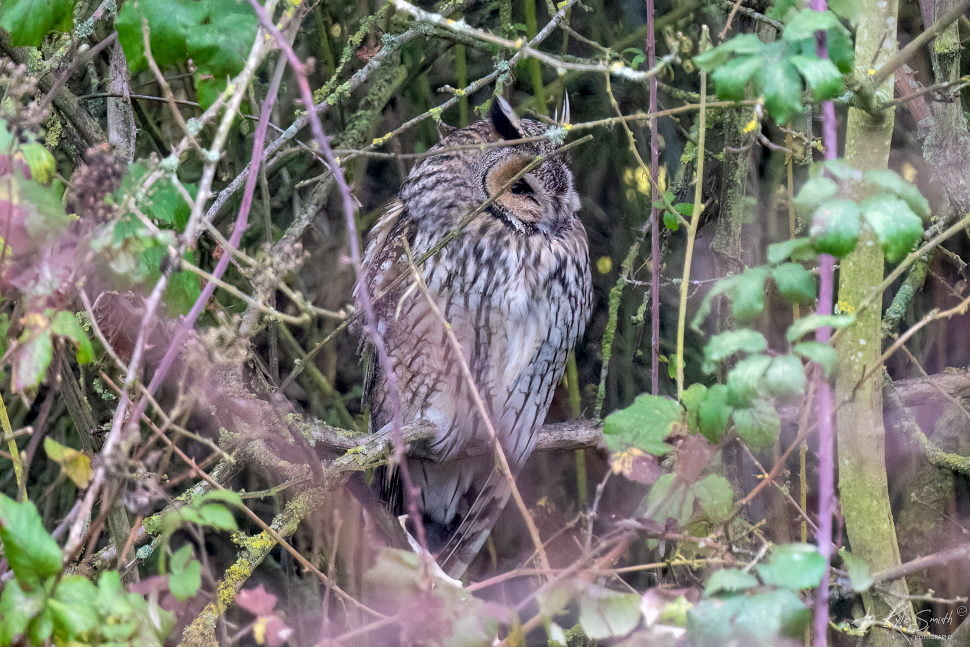 Long-eared owl