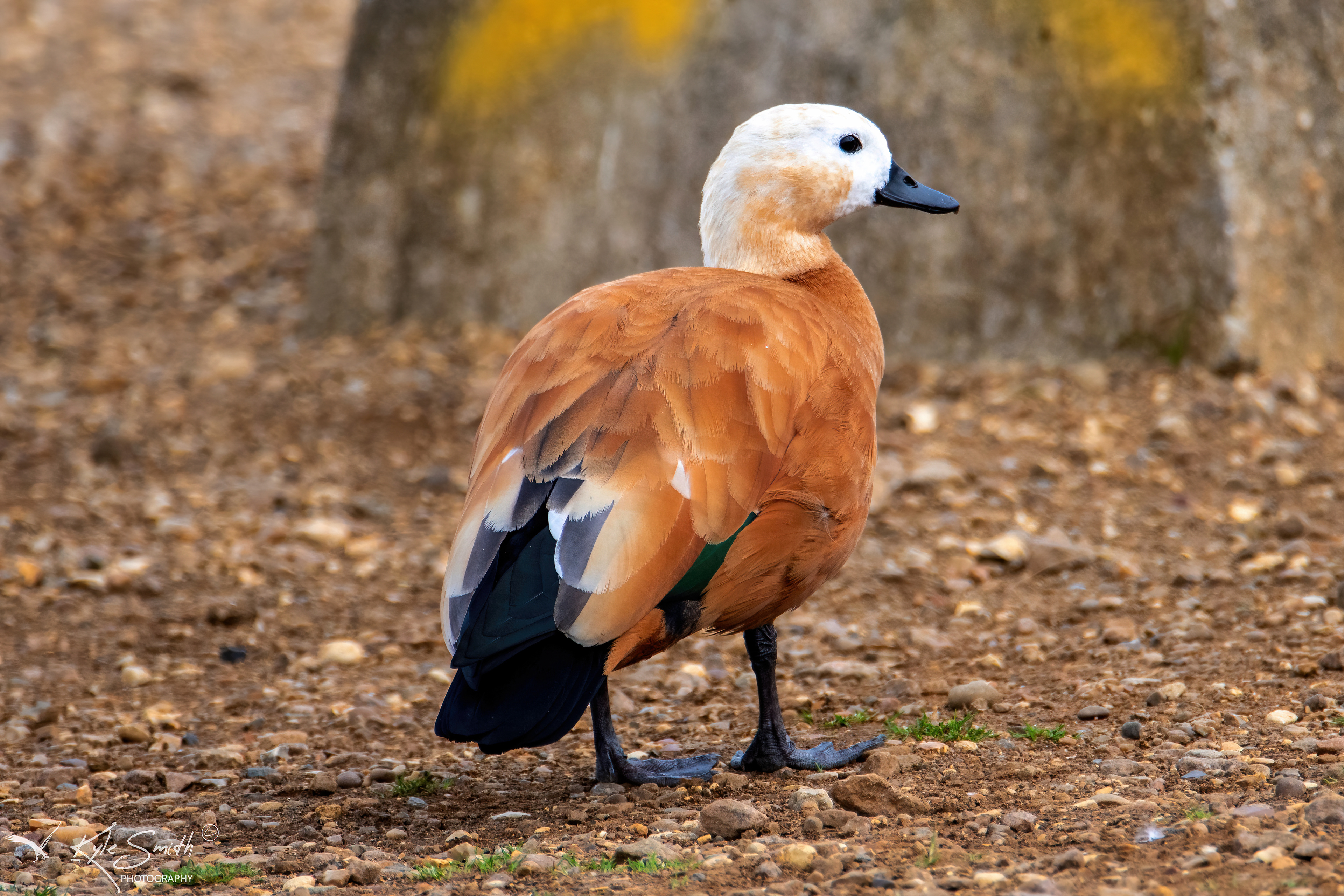 Ruddy shelduck