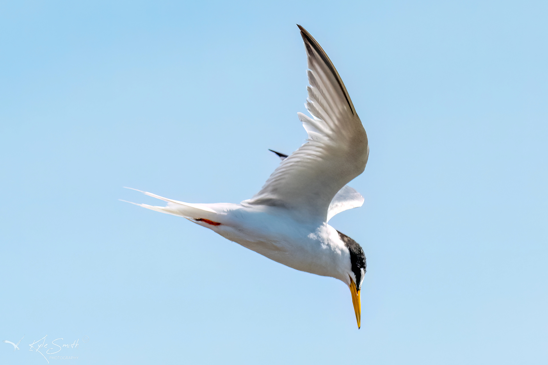 Little tern