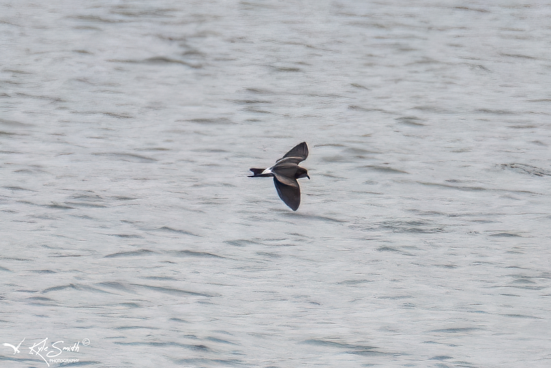 Leach's petrel