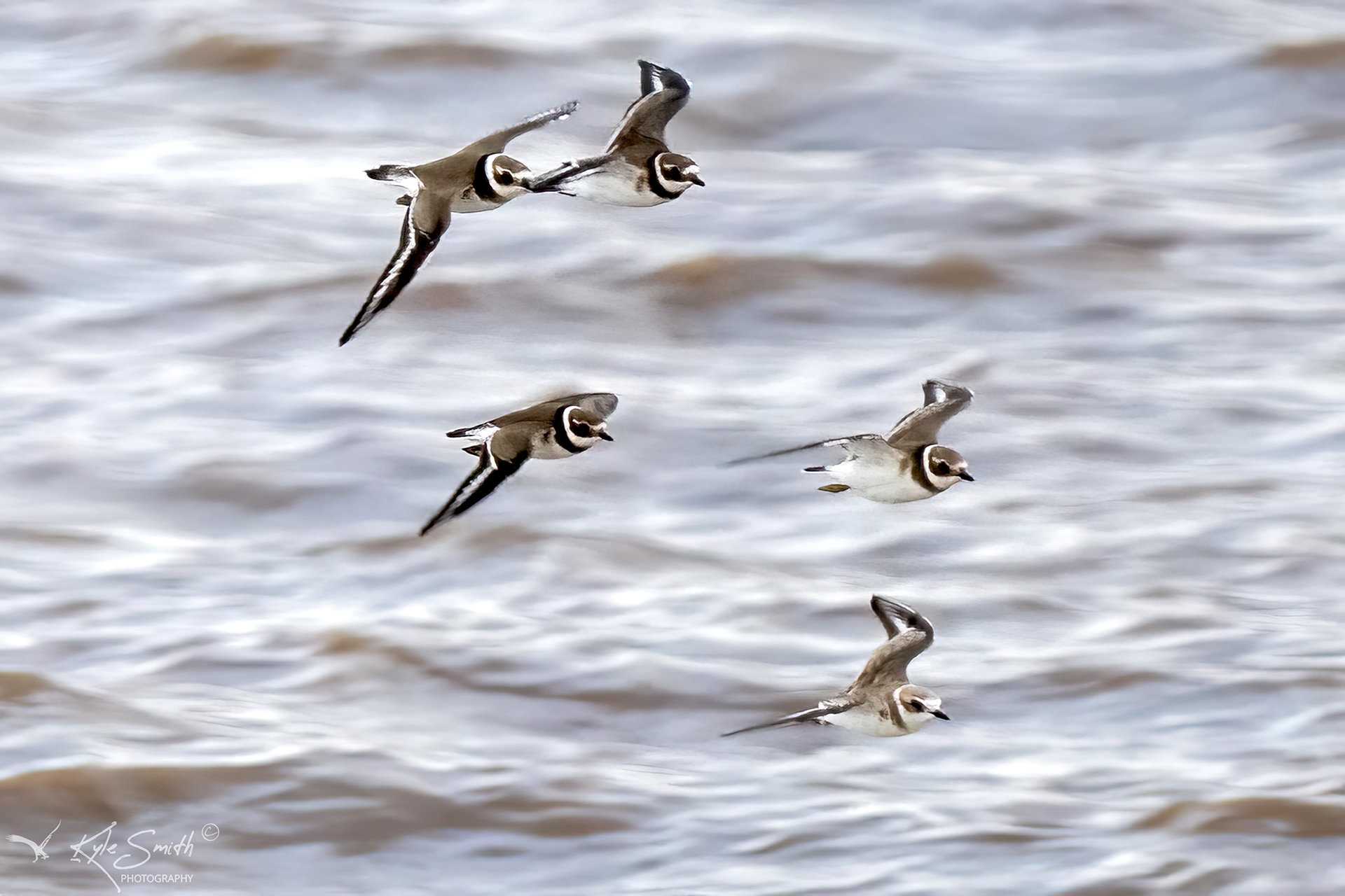 Kentish plover