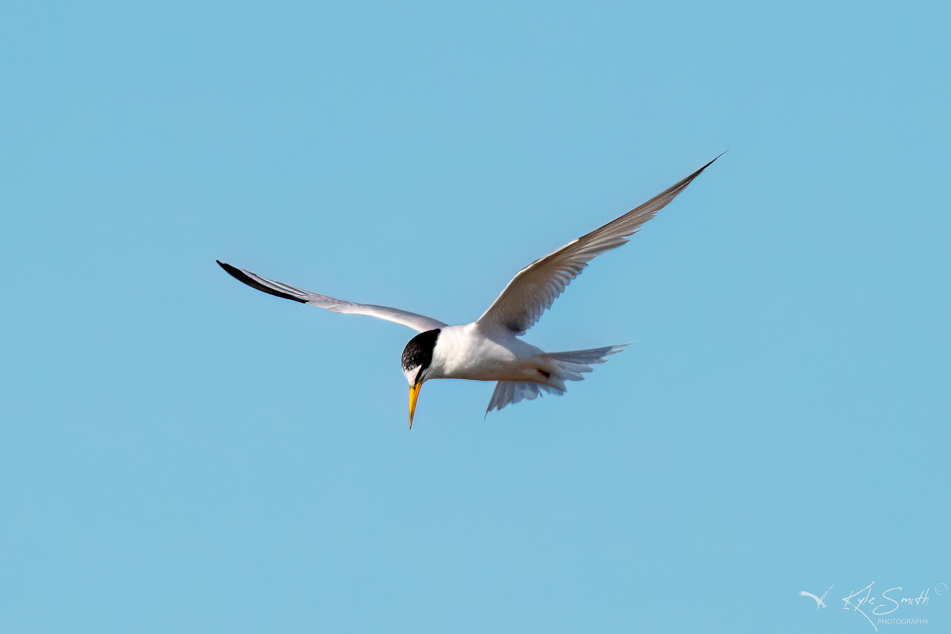 Little tern
