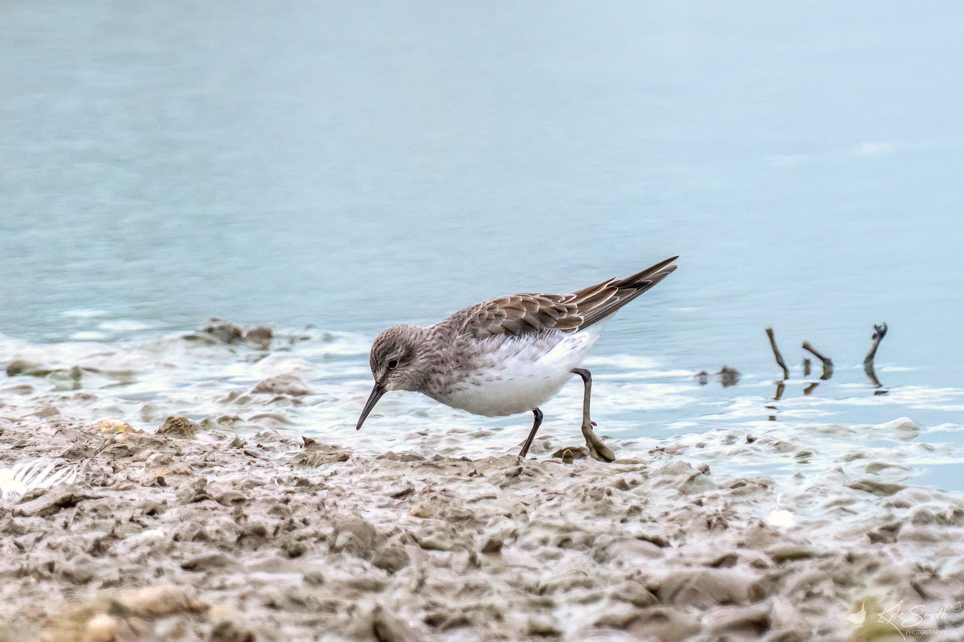White-rumped sandpiper