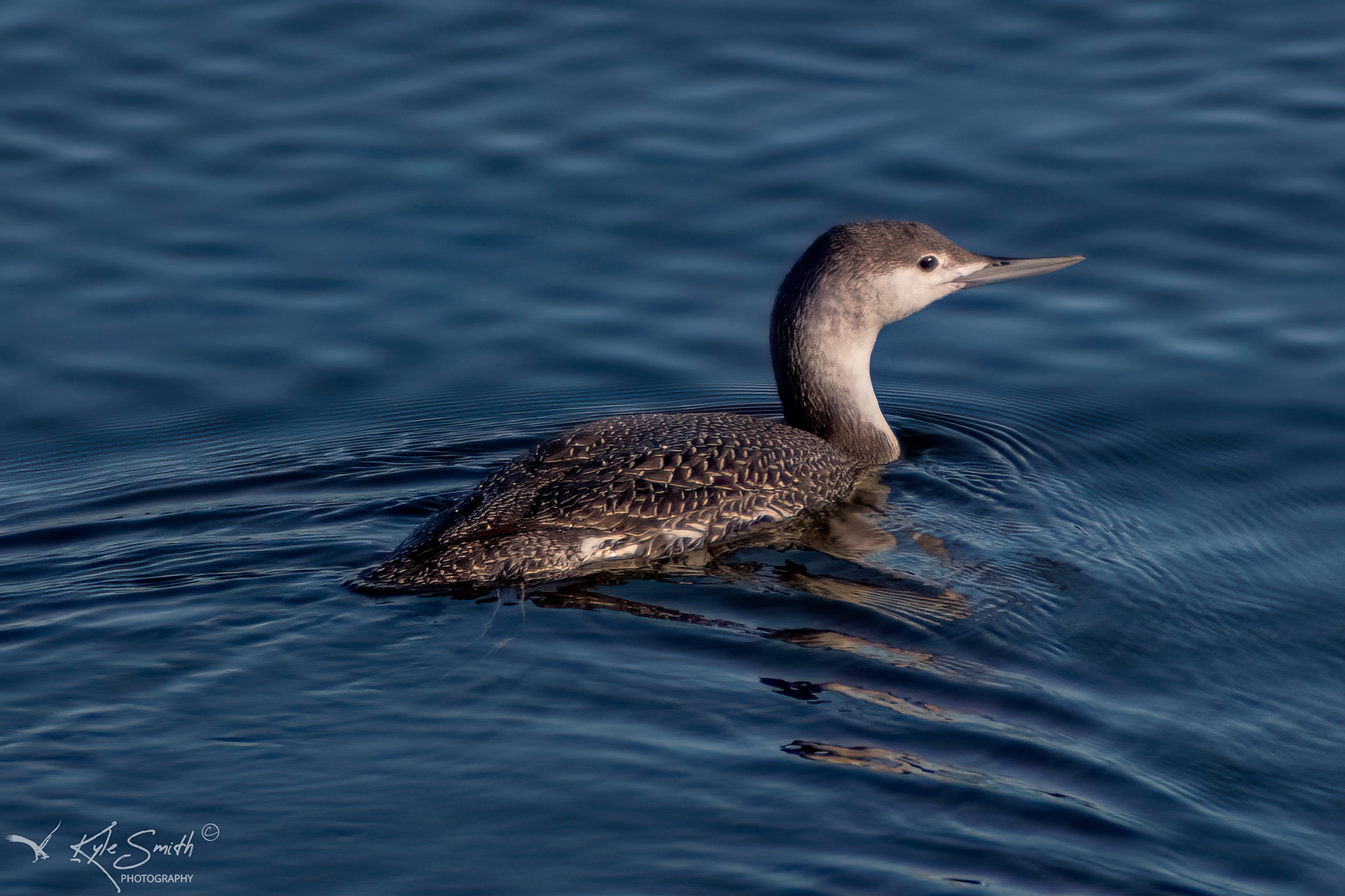 Red-throated diver