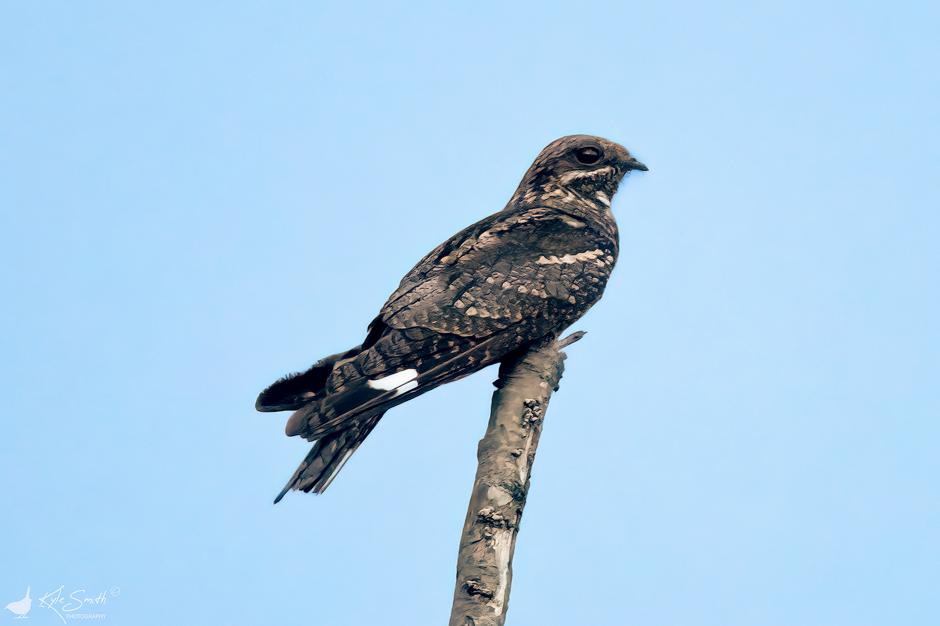 Nightjar